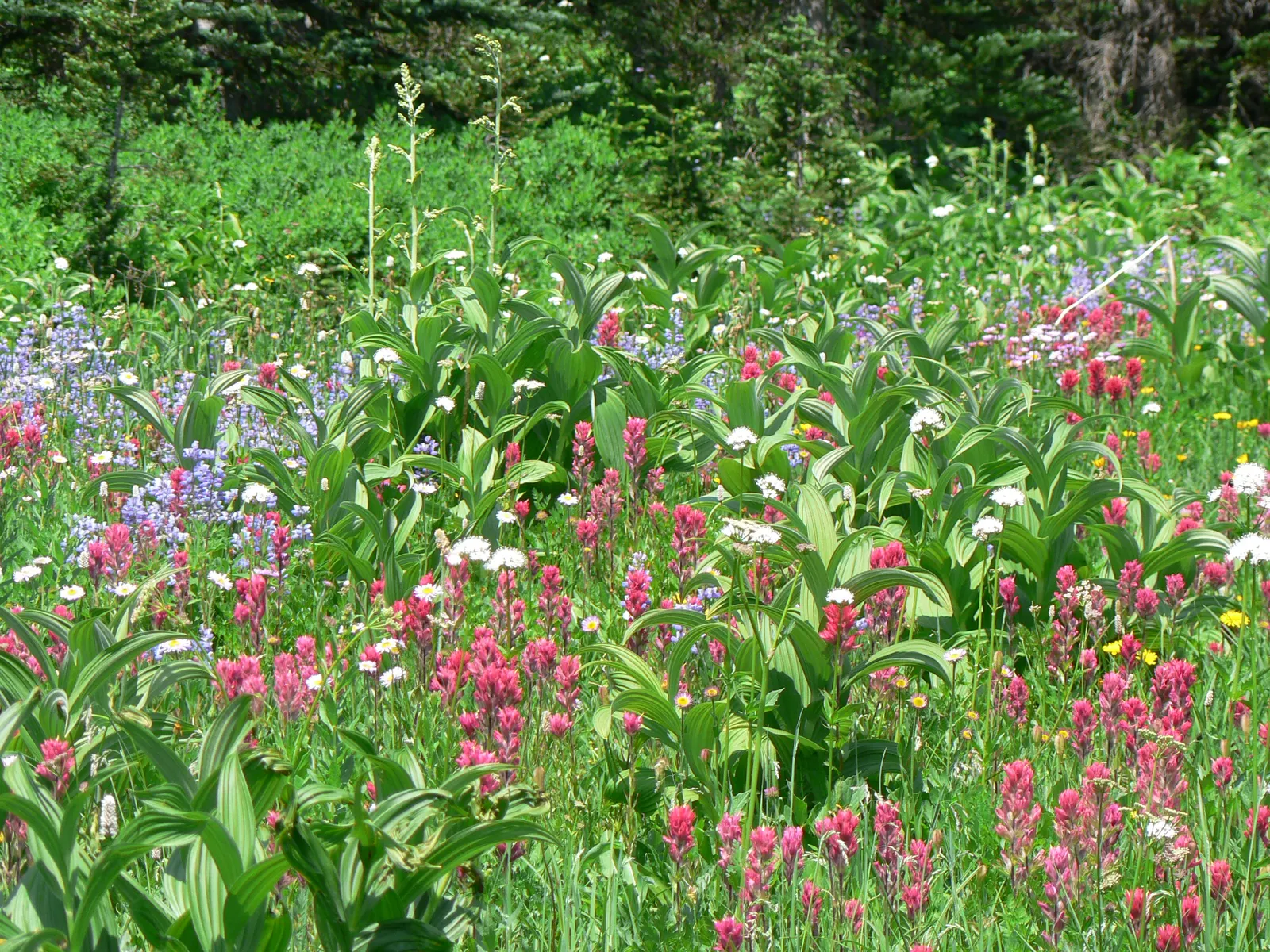 Meadow Lupine (Lupinus Polyphyllus) — Meadow Lupine (Lupinus polyphyllus) is a perennial wildflower