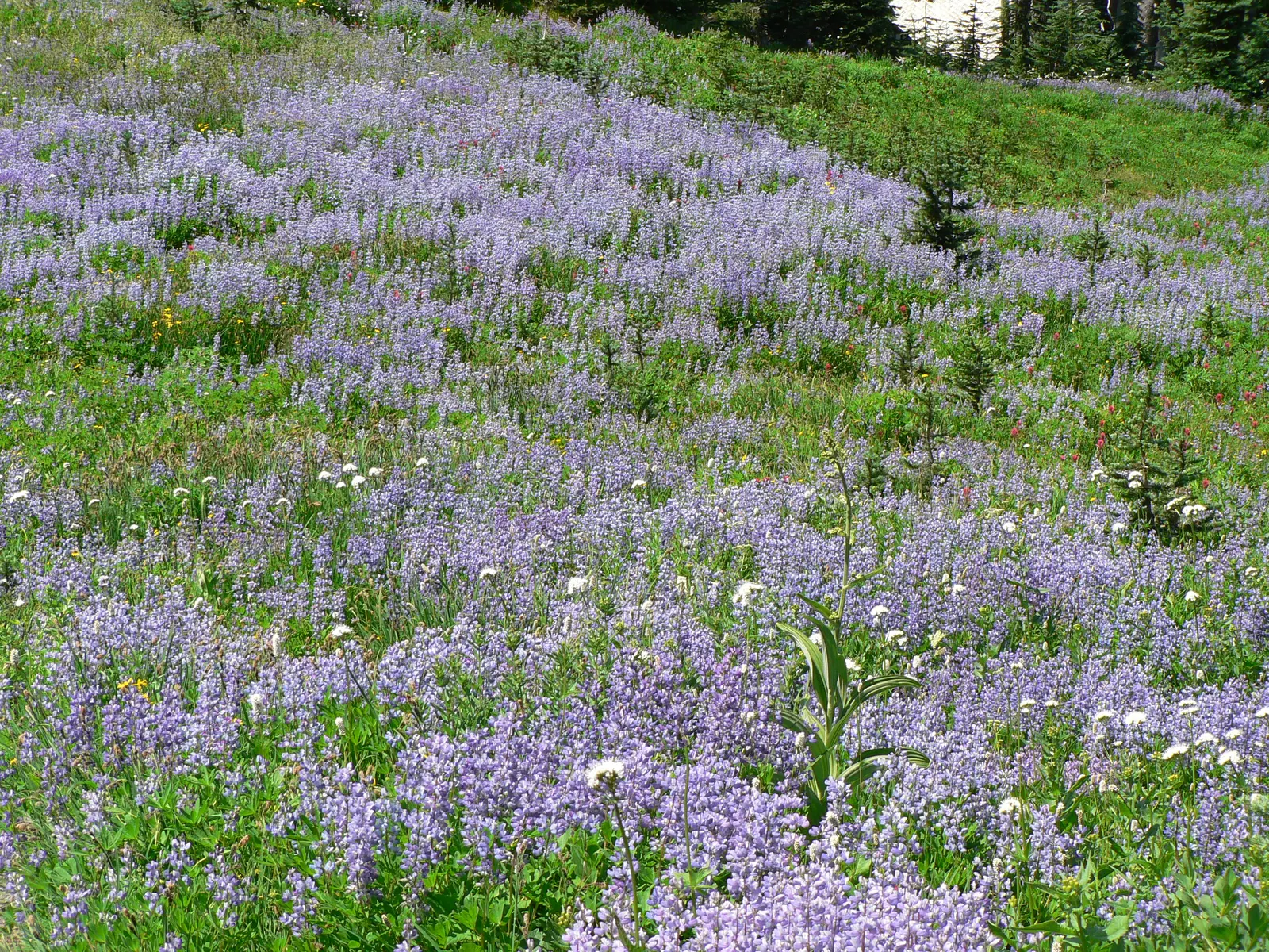 Meadow Lupine (Lupinus Polyphyllus) — Plant in clusters for a stunning spring display; this sun-loving legume prefers well-drained soil, enhances, image 89