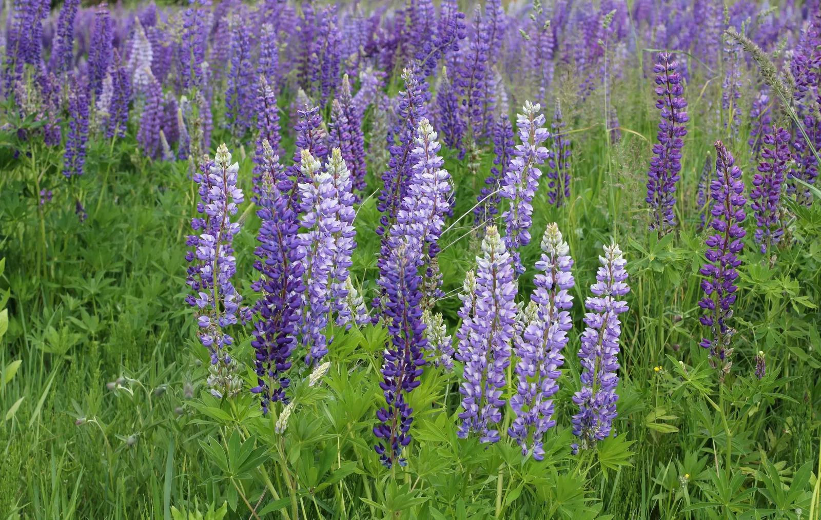 Meadow Lupine (Lupinus Polyphyllus) — Whether employed as a mass planting for a bold statement or dotted in clusters for moments of interest; the, image 108