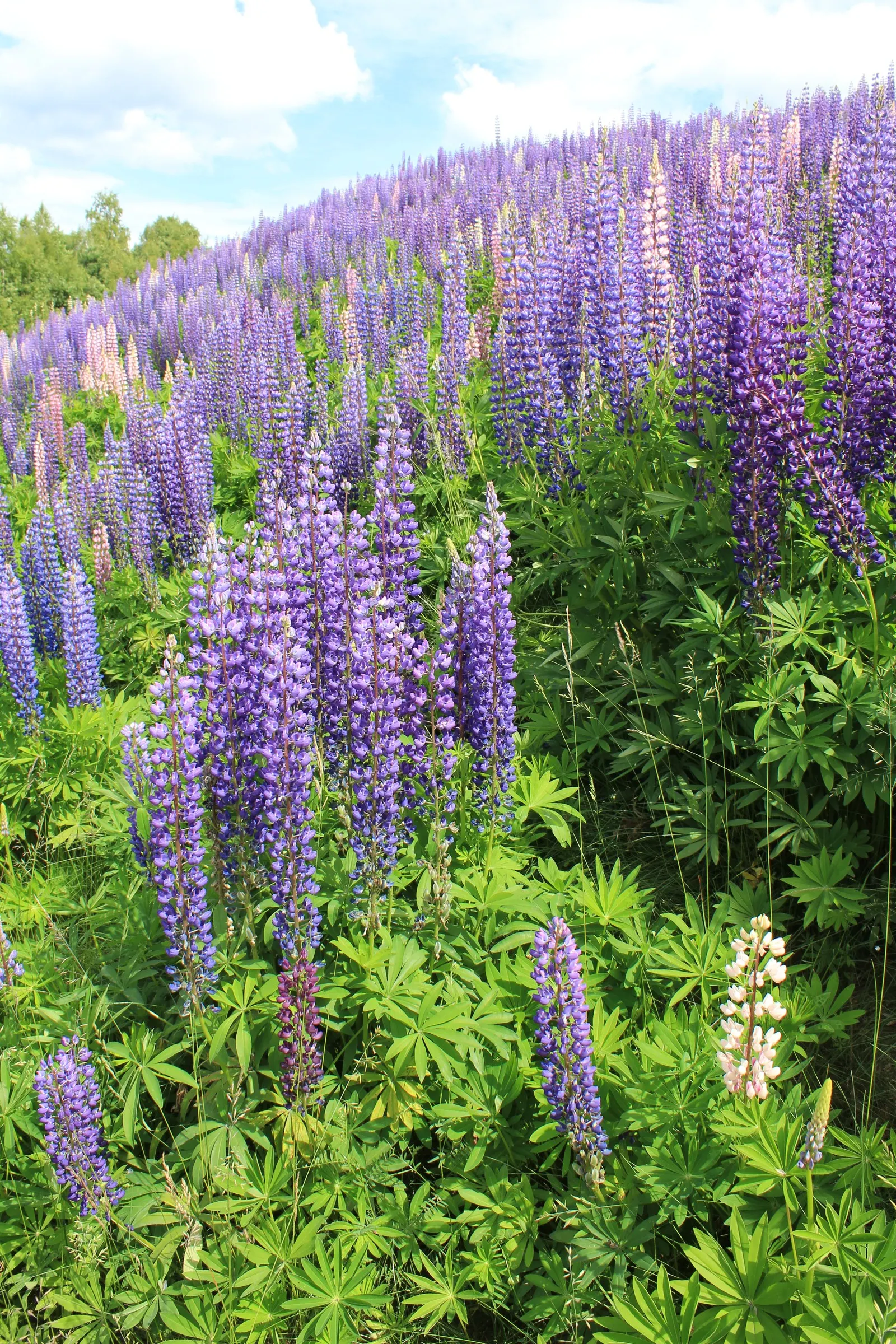 Meadow Lupine (Lupinus Polyphyllus) — with a spread of approximately 1 to 2 feet; this plant does require adequate space to flourish due to its, image 95