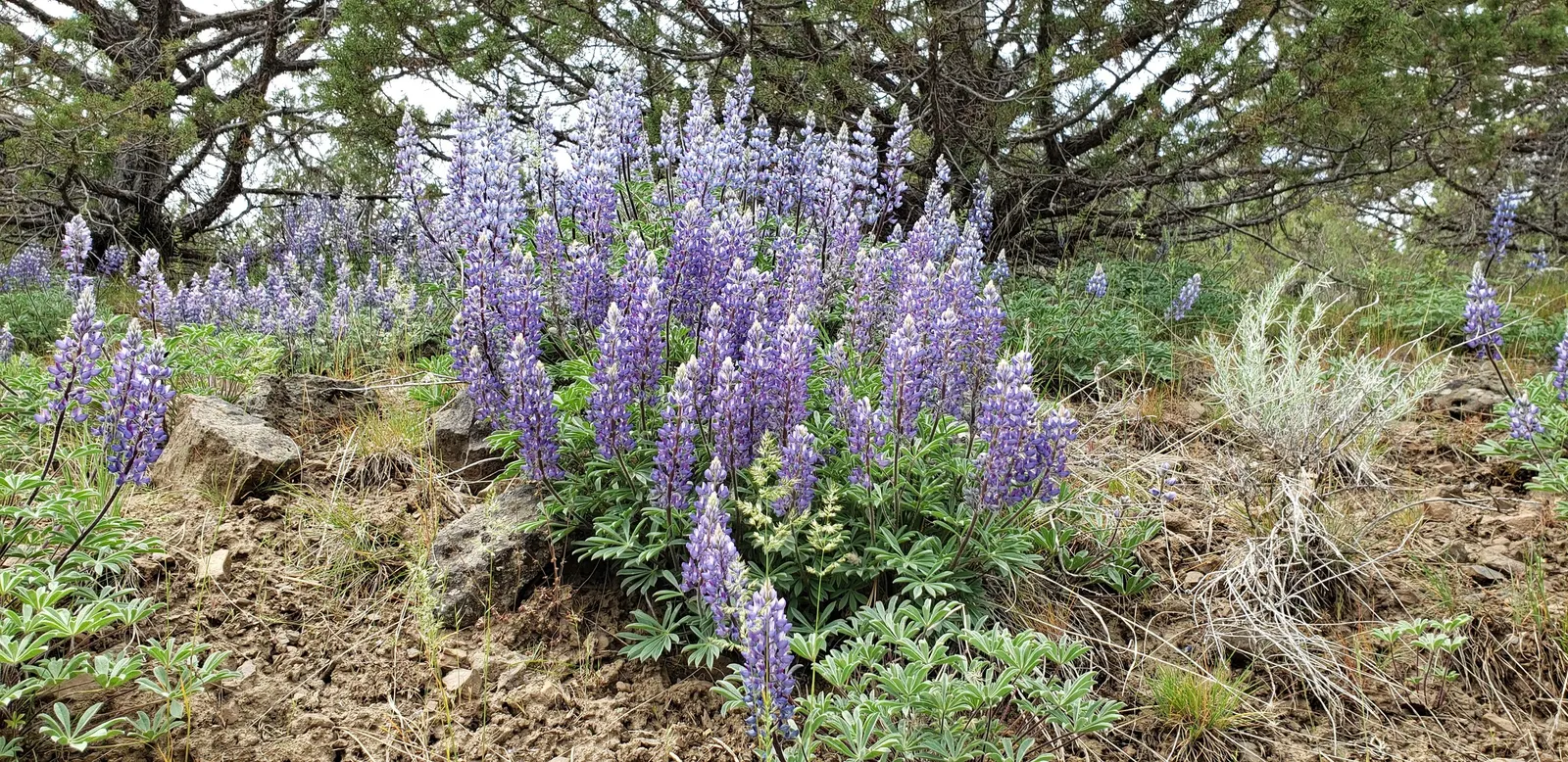 Meadow Lupine (Lupinus Polyphyllus) — Meadow Lupine (Lupinus polyphyllus); this plant does require adequate space to flourish due to its bushy habit, image 147