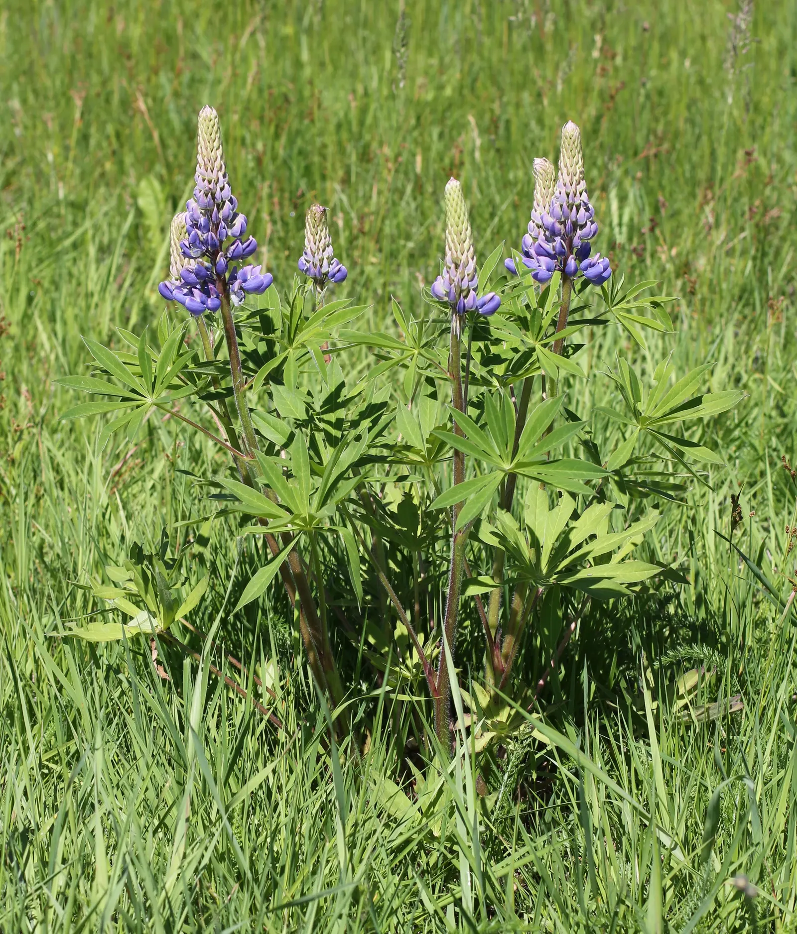 Meadow Lupine (Lupinus Polyphyllus) — Standing proud at around 3 to 5 feet in height; with a spread of approximately 1 to 2 feet, image 94