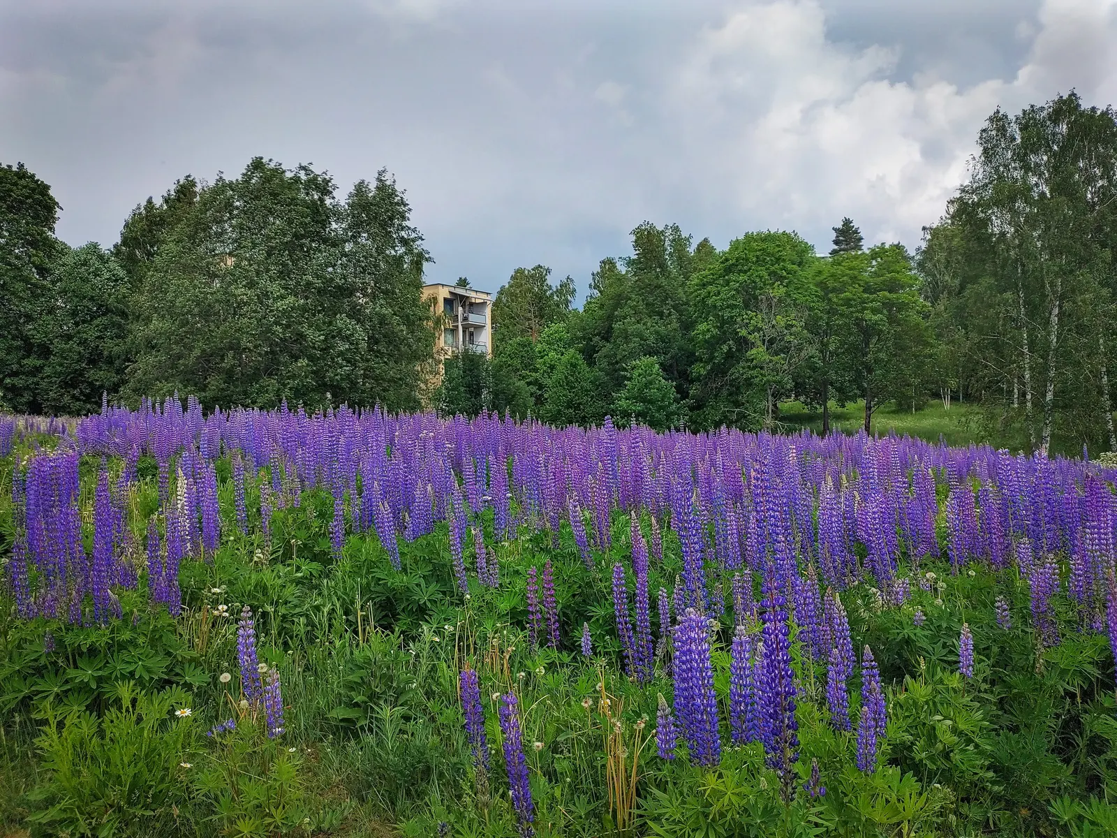 Meadow Lupine (Lupinus Polyphyllus) — Meadow Lupine (Lupinus polyphyllus) is a perennial wildflower; this sun-loving legume prefers well-drained, image 141
