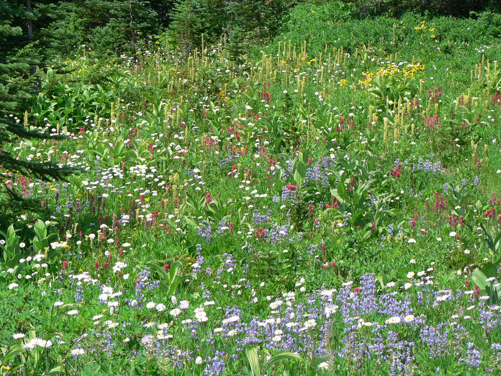 Meadow Lupine (Lupinus Polyphyllus) — particularly in dry spells; the Meadow Lupine is a splendid addition that promises to captivate the eye and, image 160