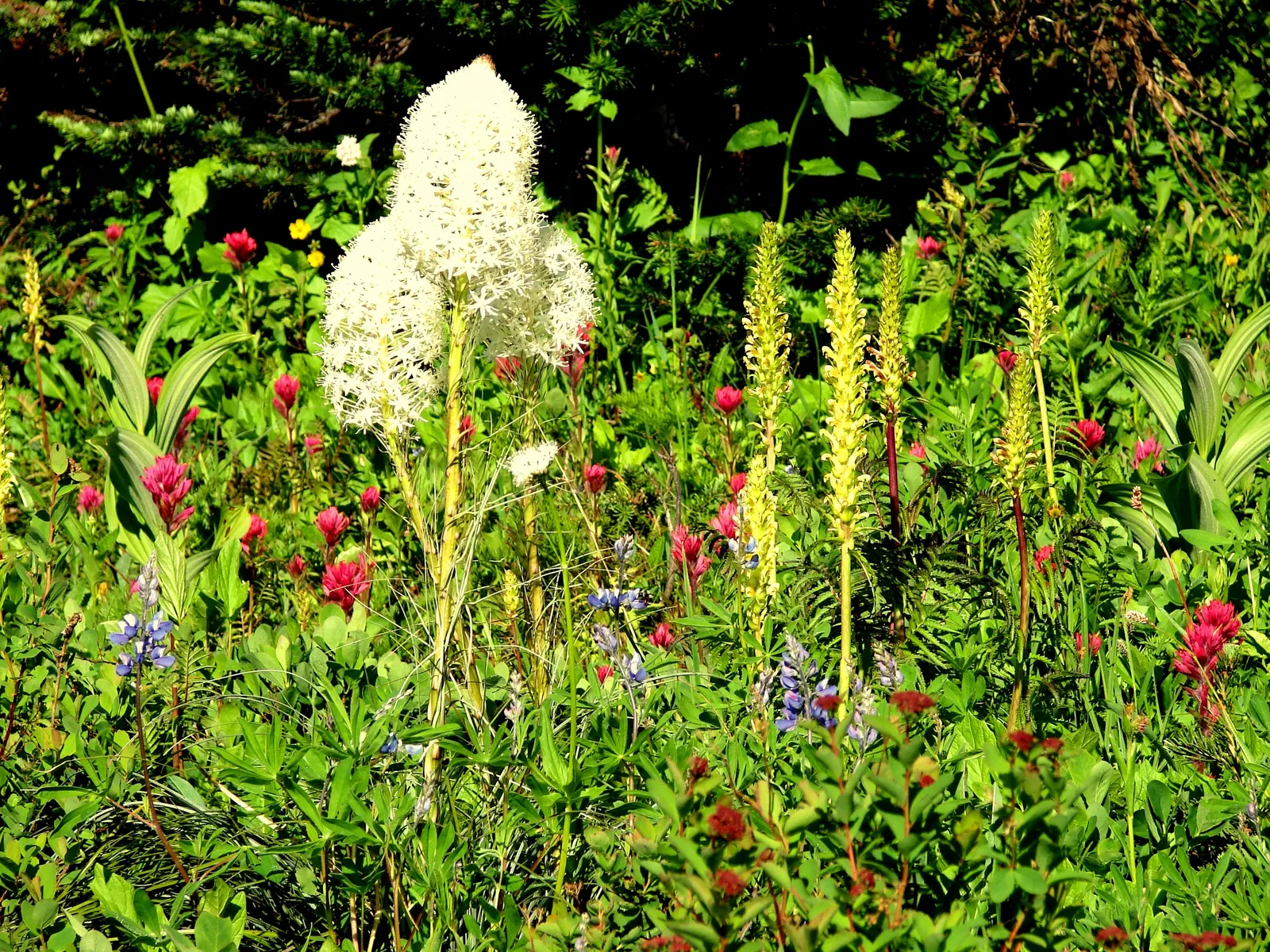 Meadow Lupine (Lupinus Polyphyllus) — showcasing tall spires of blue to purple blossoms; with a spread of approximately 1 to 2 feet, image 142