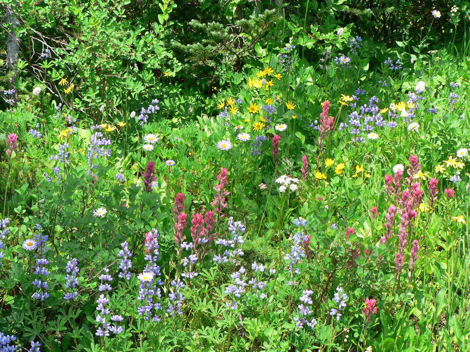 Meadow Lupine (Lupinus Polyphyllus) — Meadow Lupine is often lauded for its ability to fix nitrogen in the soil; with a spread of approximately 1 to 2 feet