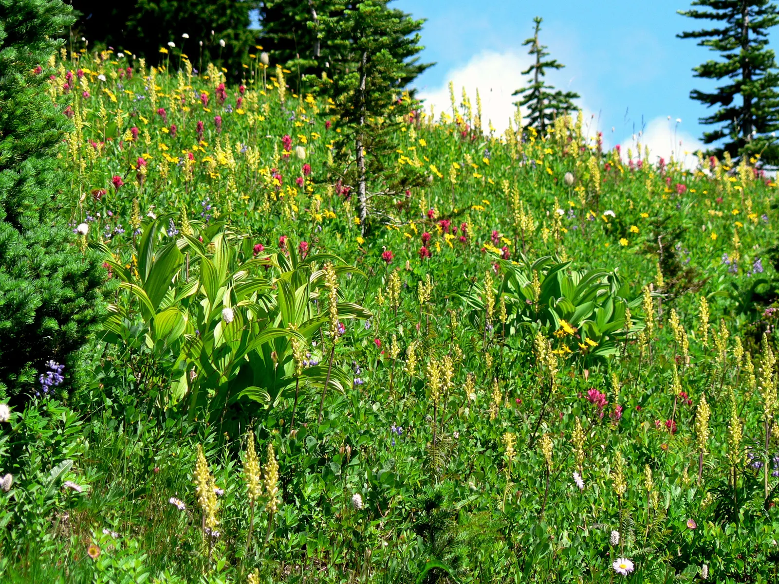 Meadow Lupine (Lupinus Polyphyllus) — it creates a striking vertical accent; the Meadow Lupine is a splendid addition that promises to captivate the eye and