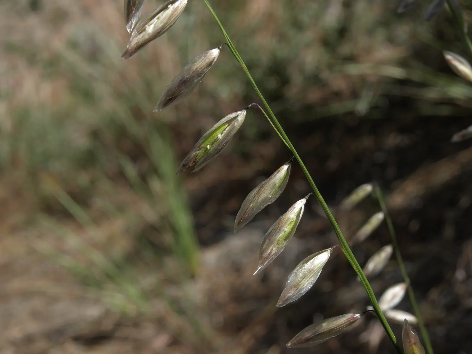 California Melic (Melica Californica) — it's hardy in USDA zones 7-10 and offers seasonal interest with minimal maintenance
