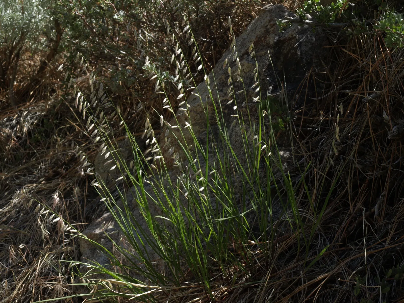 California Melic (Melica Californica) — Excellent for naturalistic settings and habitats