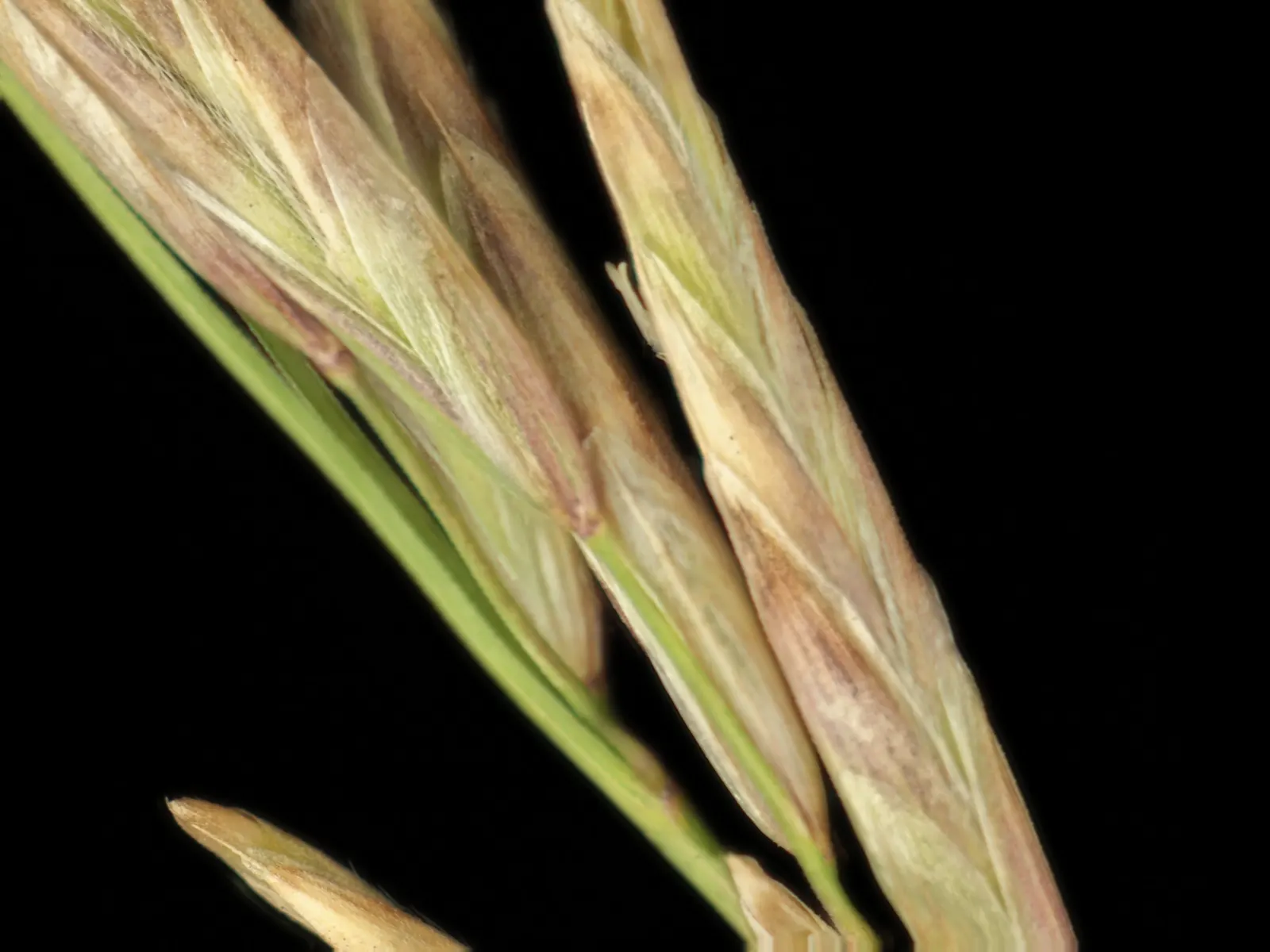 California Melic (Melica Californica) — Its fine-textured foliage provides a delicate backdrop for wildflowers and requires low water once established