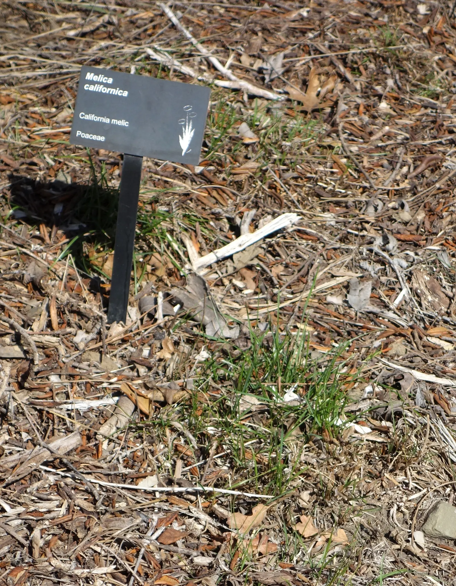 California Melic (Melica Californica) — This bunchgrass thrives in partial shade to full sun