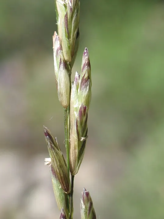California Melic (Melica Californica) — Melica californica, or California Melic, is a native perennial grass ideal for temperate landscapes
