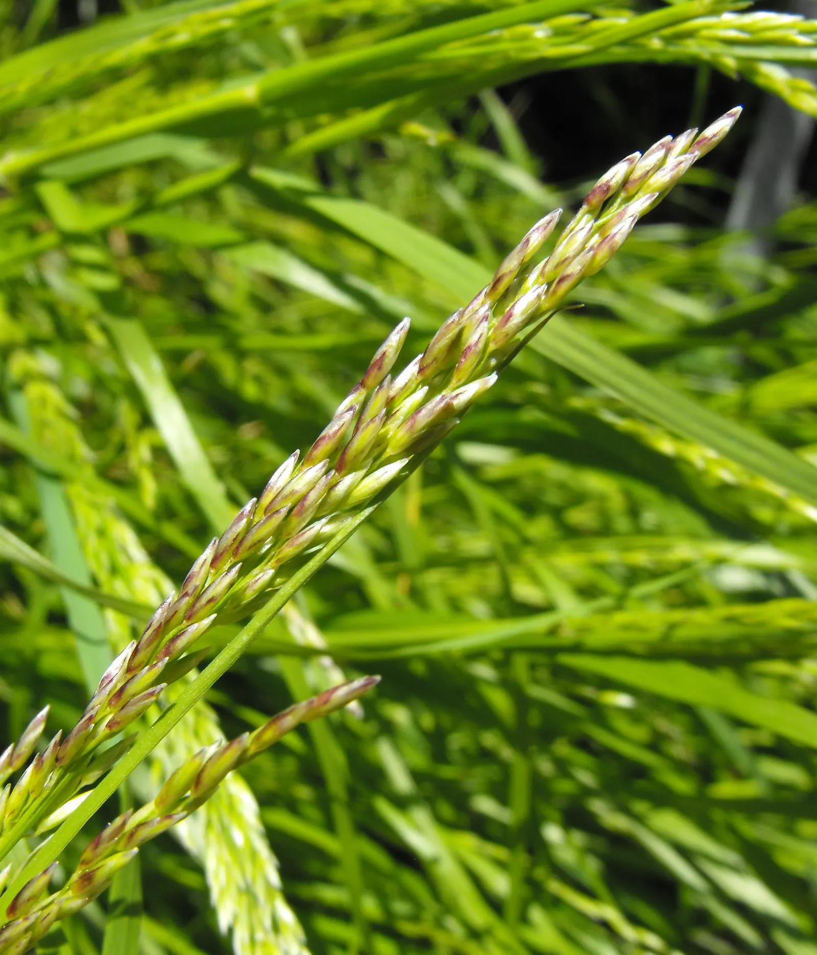 California Melic (Melica Californica) — reaching 1-2 feet high with elegant