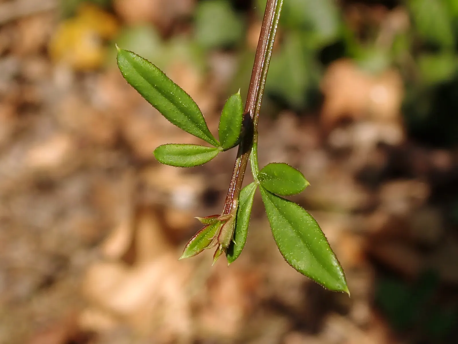 Winter Jasmine (Jasminum Nudiflorum) — shrub with white and yellow blooms; but its hardiness zones are 6 to 10, image 68