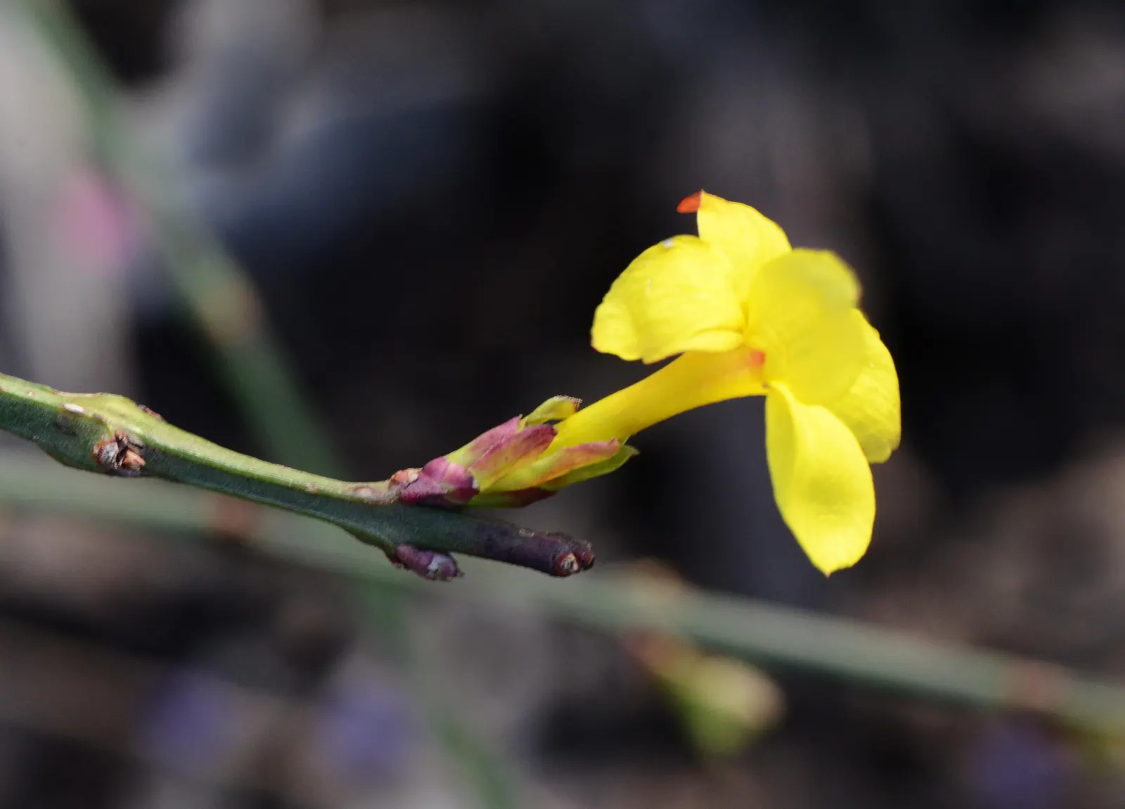 Winter Jasmine (Jasminum Nudiflorum) — shrub with white and yellow blooms; but its hardiness zones are 6 to 10, image 91