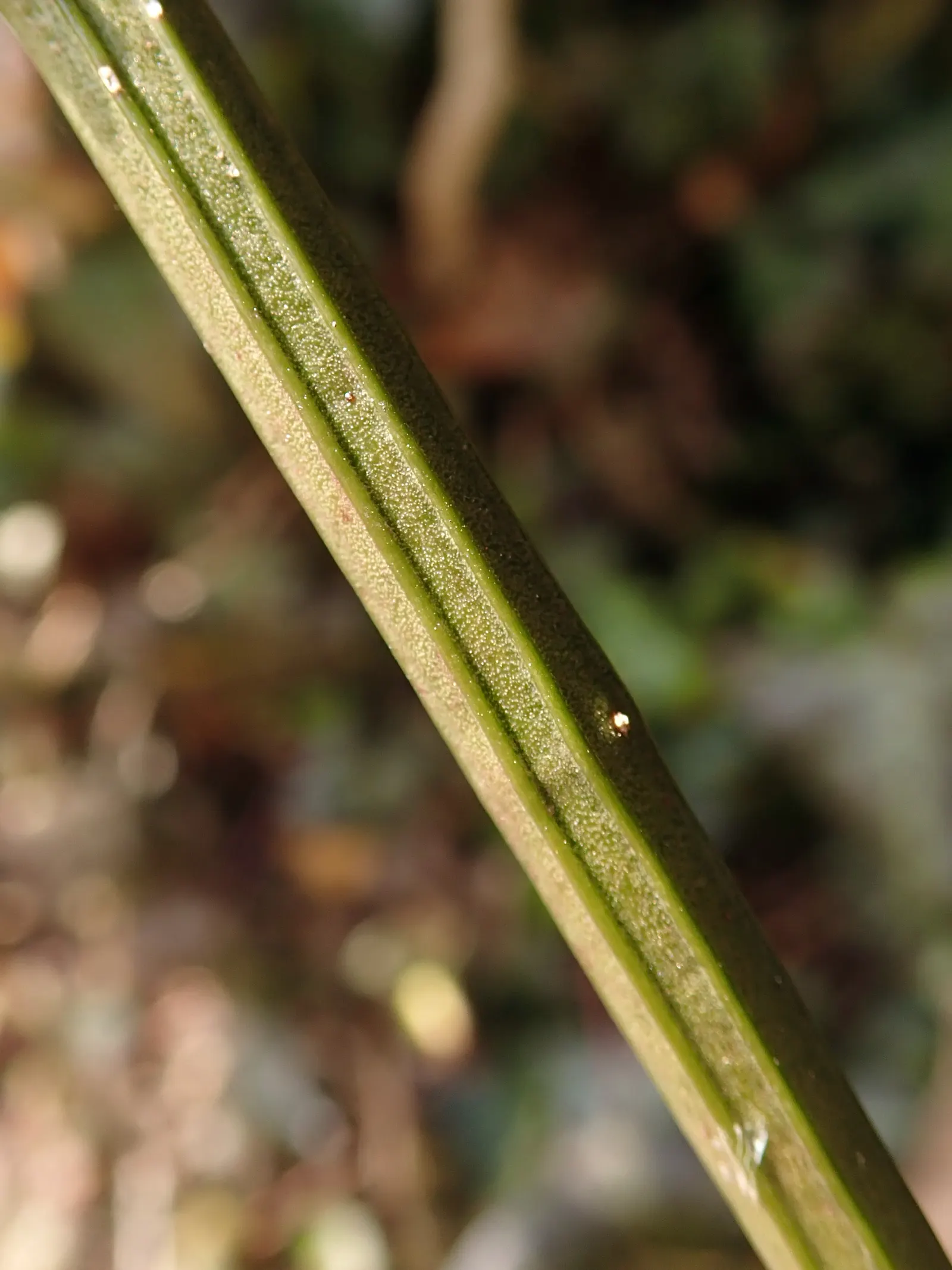 Winter Jasmine (Jasminum Nudiflorum) — making it quite adaptable for many regions; it reaches a maximum height and spread of 10 feet