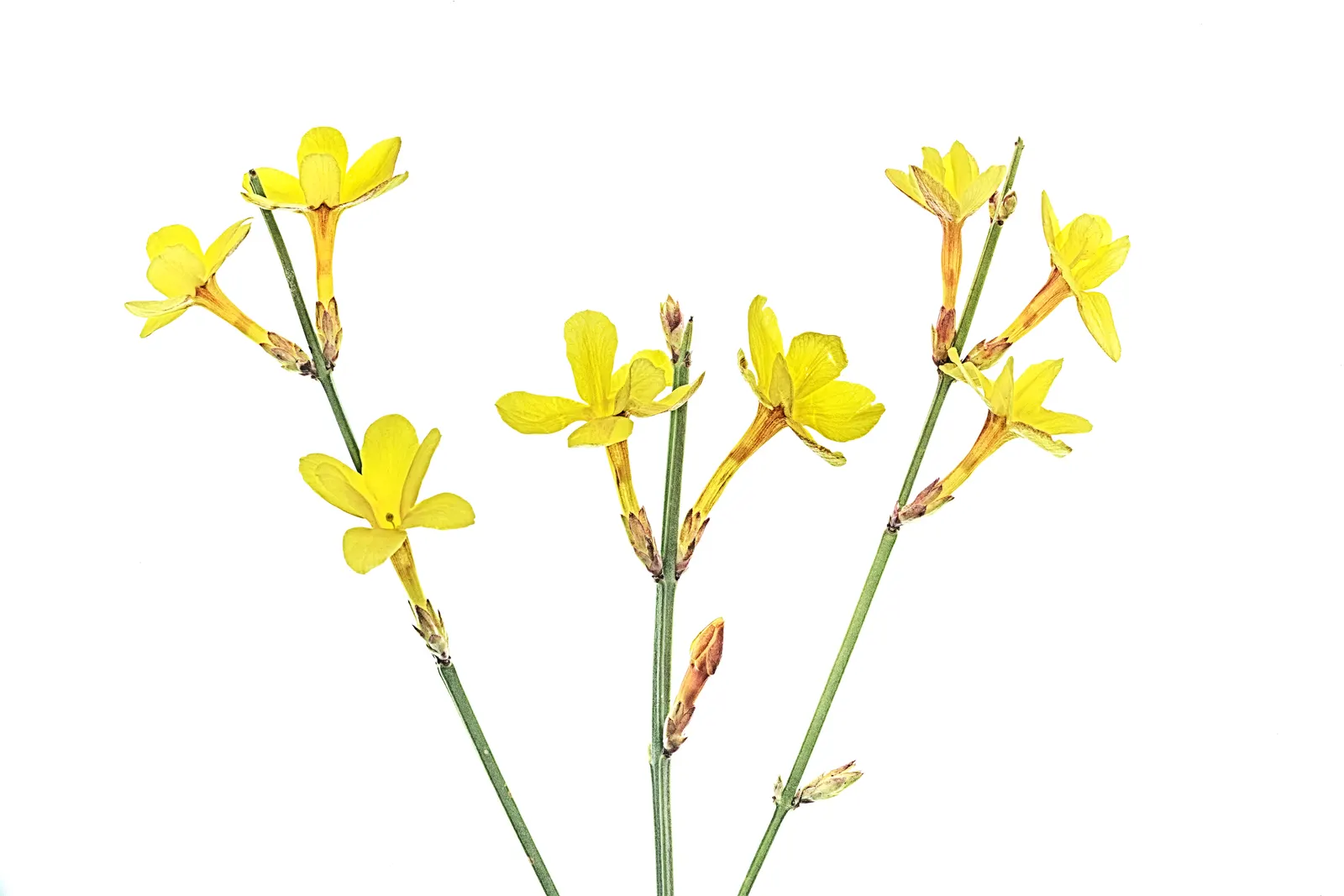 Winter Jasmine (Jasminum Nudiflorum) — often starting as early as January.<br><br>Typically reaching a height and spread of about 4-7 feet