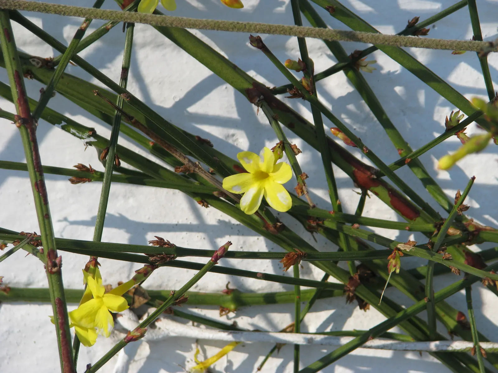 Winter Jasmine (Jasminum Nudiflorum) — with minimal care requirements post-establishment; shrub for full or half, image 76
