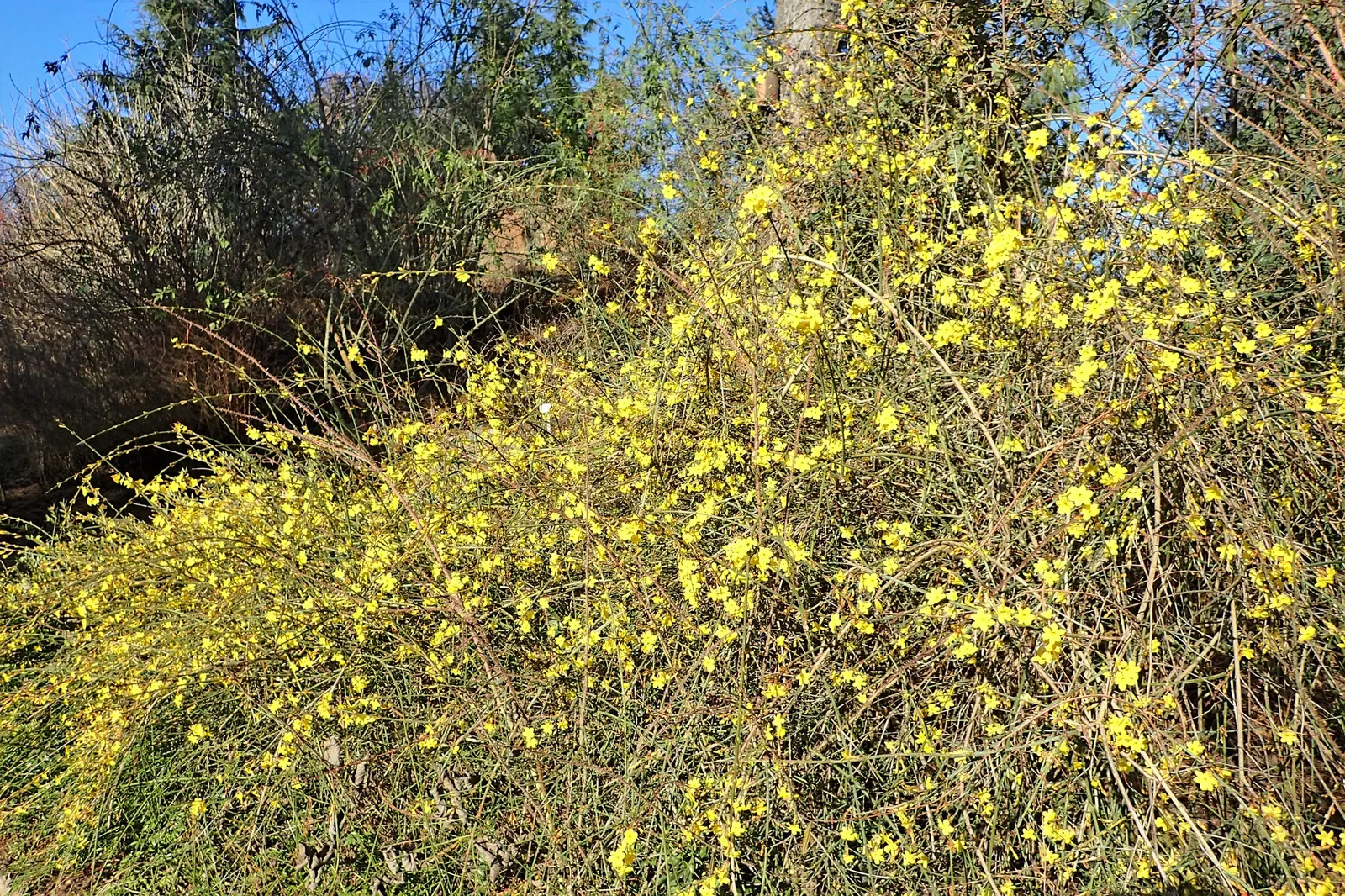 Winter Jasmine (Jasminum Nudiflorum) — occasional pruning helps rejuvenate the plant by encouraging fresh; winter Jasmine (Jasminum nudiflorum) is, image 64