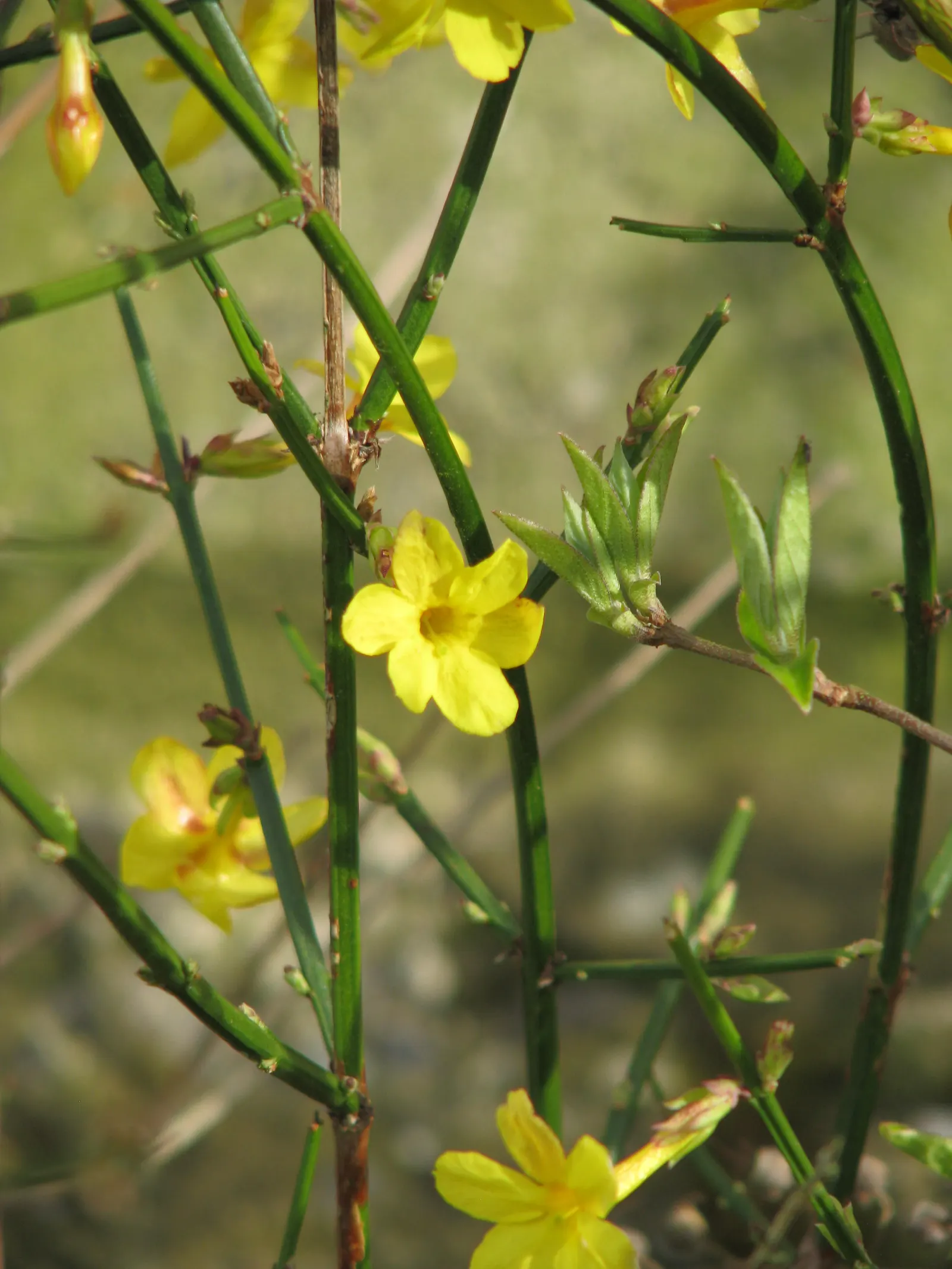 Winter Jasmine (Jasminum Nudiflorum) — Winter Jasmine (Jasminum nudiflorum) is a versatile and resilient shrub, native to China; with minimal care requirements
