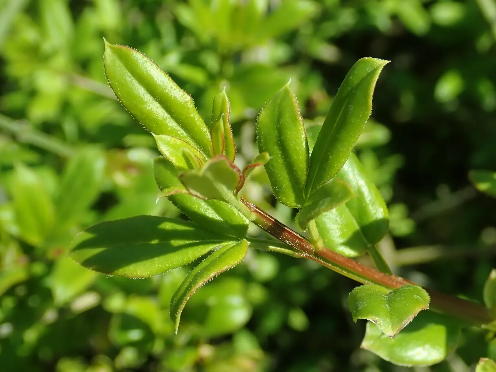 Winter Jasmine (Jasminum Nudiflorum) — making it ideal for retaining walls and slopes; or spilling down slopes as a ground cover