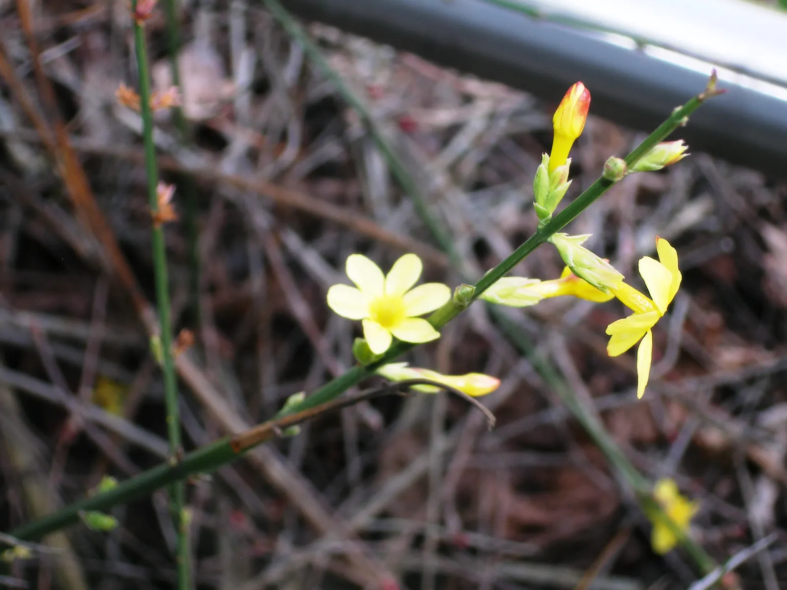 Winter Jasmine (Jasminum Nudiflorum) — shrub with white and yellow blooms
