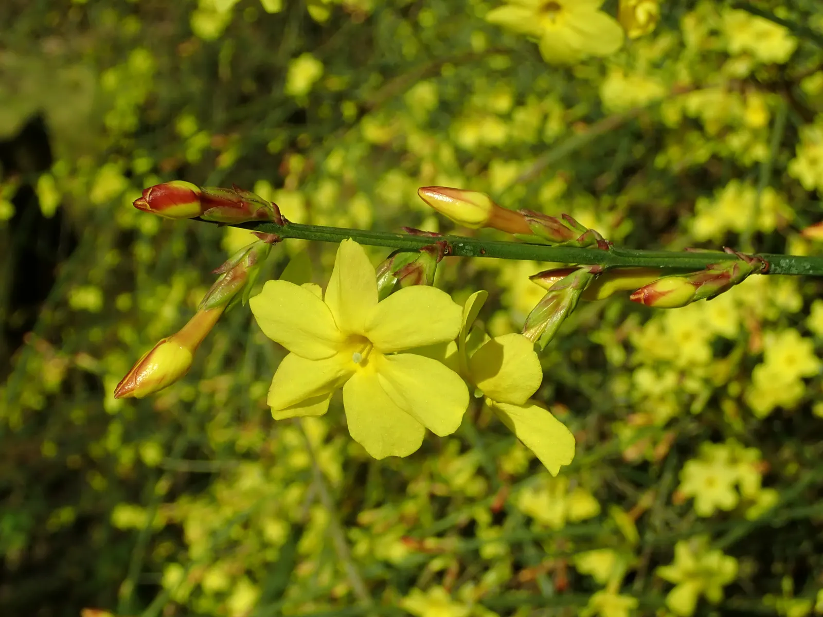 Winter Jasmine (Jasminum Nudiflorum) — Unlike many other jasmine varieties, image 104
