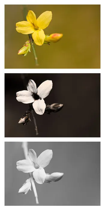 Winter Jasmine (Jasminum Nudiflorum) — This resilient plant thrives in full sun to partial shade and prefers well-drained soil; favored for its, image 50