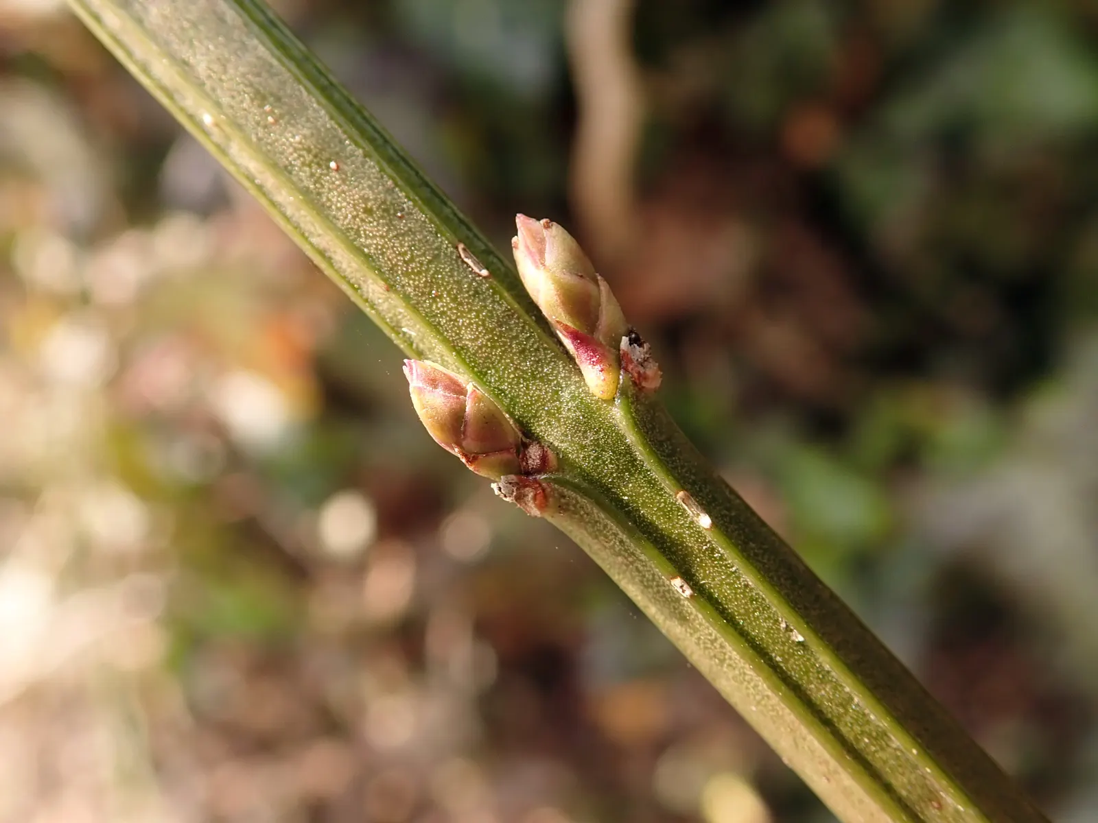 Winter Jasmine (Jasminum Nudiflorum) — but its hardiness zones are 6 to 10; the lively yellow flowers of Jasminum nudiflorum provide a welcome, image 105