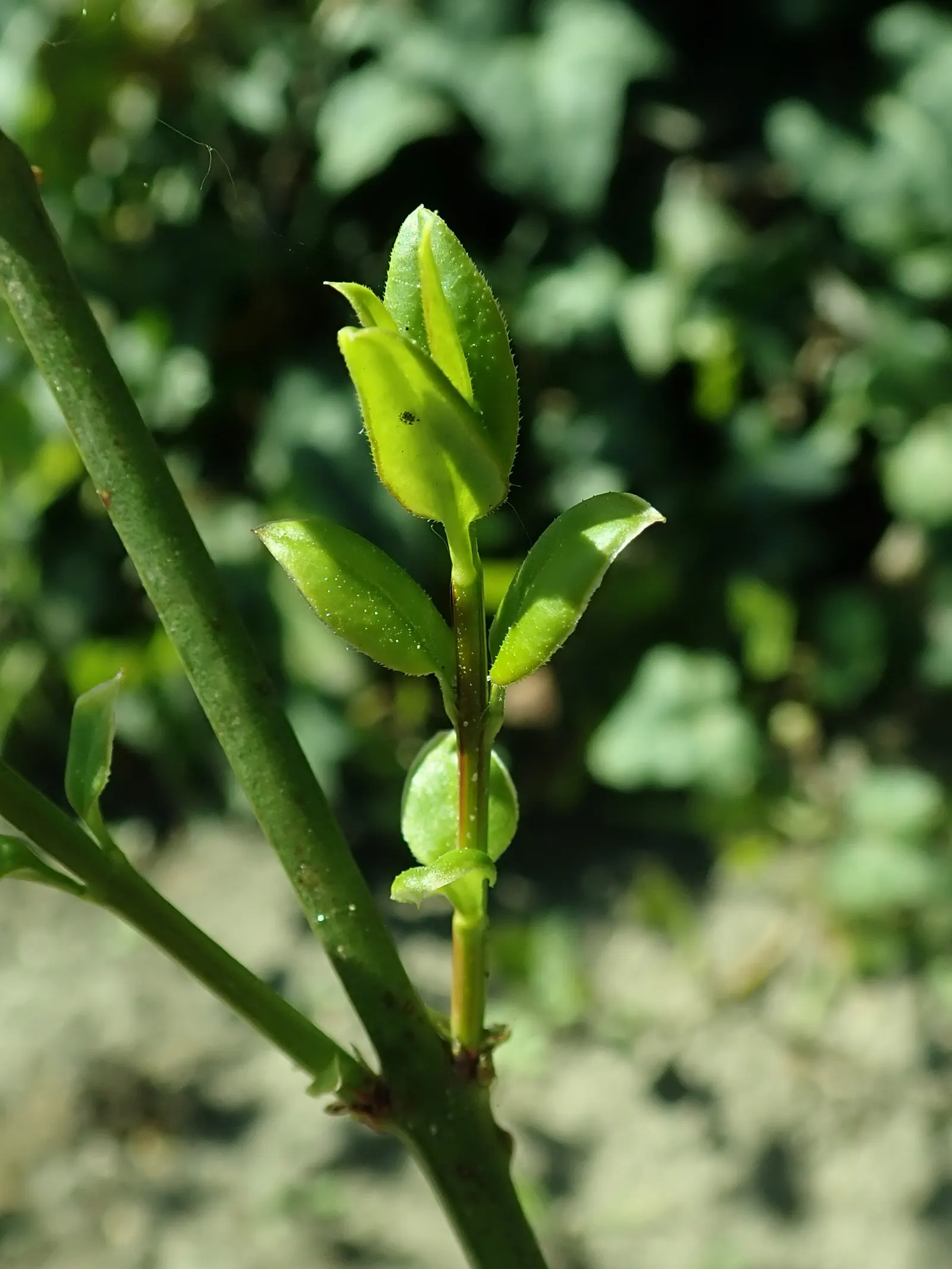Winter Jasmine (Jasminum Nudiflorum) — shrub for full or half; creating focal points and highlights that can enliven the garden during the coldest, image 69