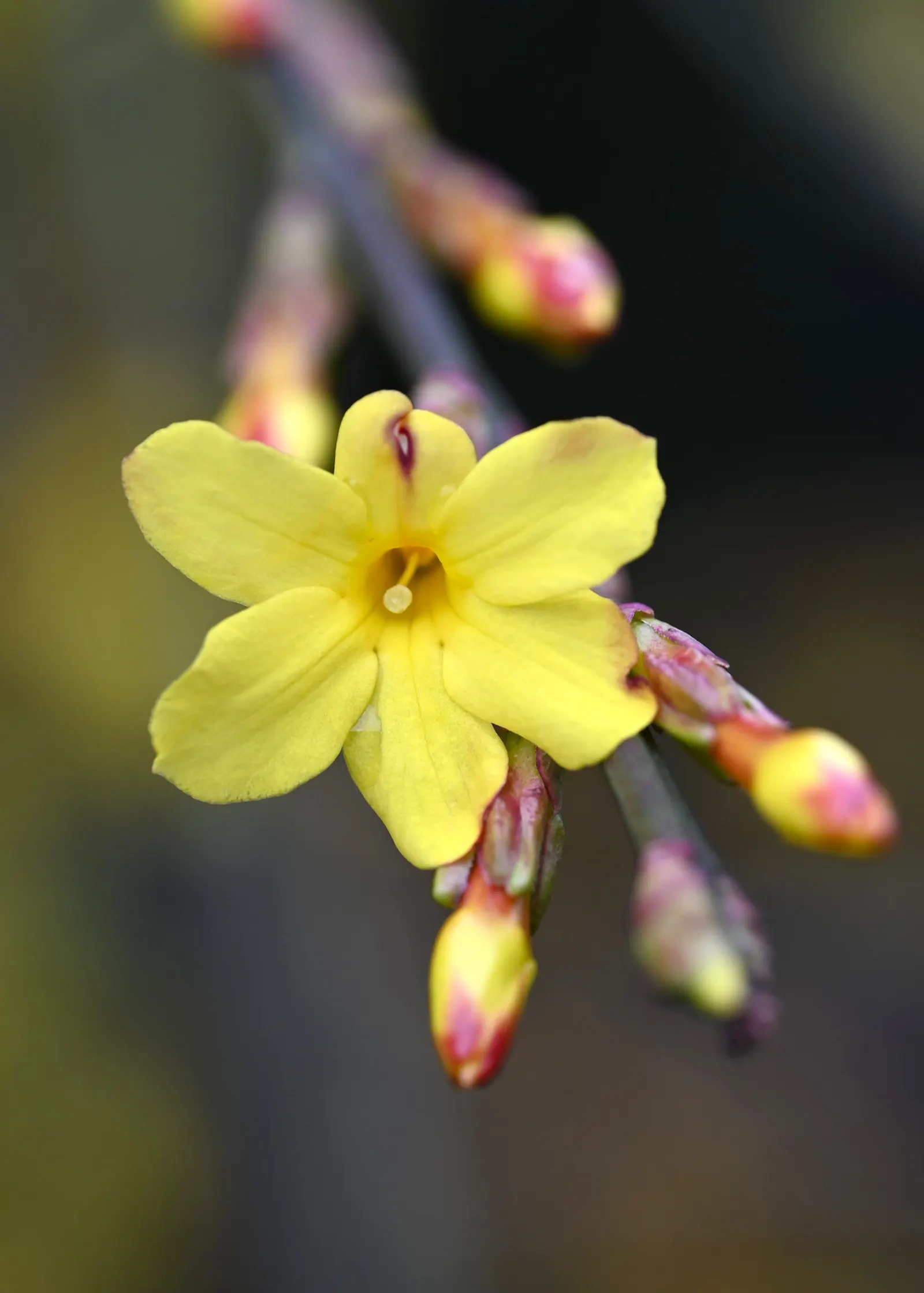 Winter Jasmine (Jasminum Nudiflorum) — Its arching branches create a cascading effect; as its bright yellow blooms adorn the bare branches from, image 97