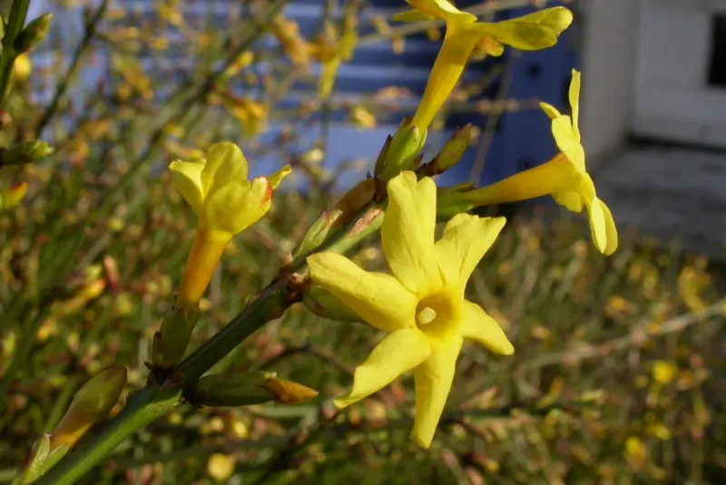 Winter Jasmine (Jasminum Nudiflorum) — Winter Jasmine has an arching growth habit; its arching branches create a cascading effect, image 103
