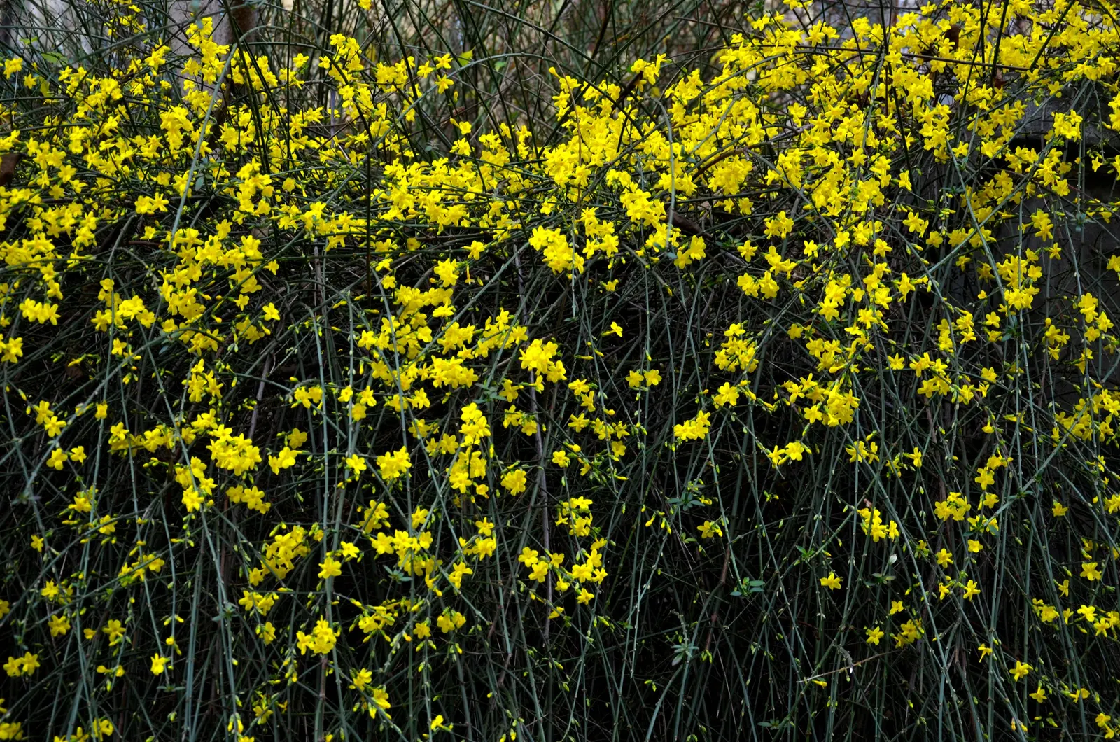 Winter Jasmine (Jasminum Nudiflorum) — creating focal points and highlights that can enliven the garden during the coldest months; shrub with white, image 89