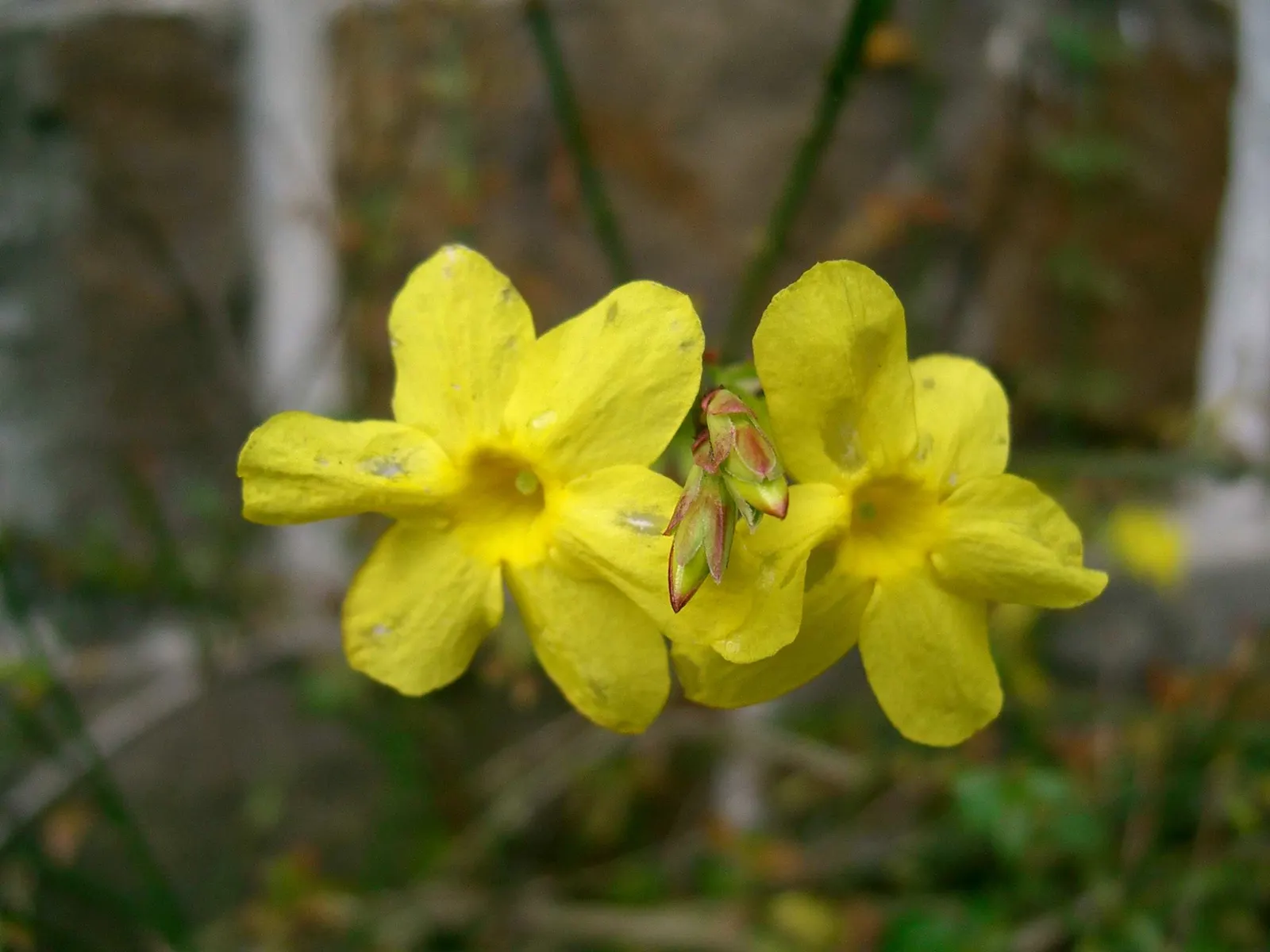 Winter Jasmine (Jasminum Nudiflorum) — with minimal care requirements post-establishment