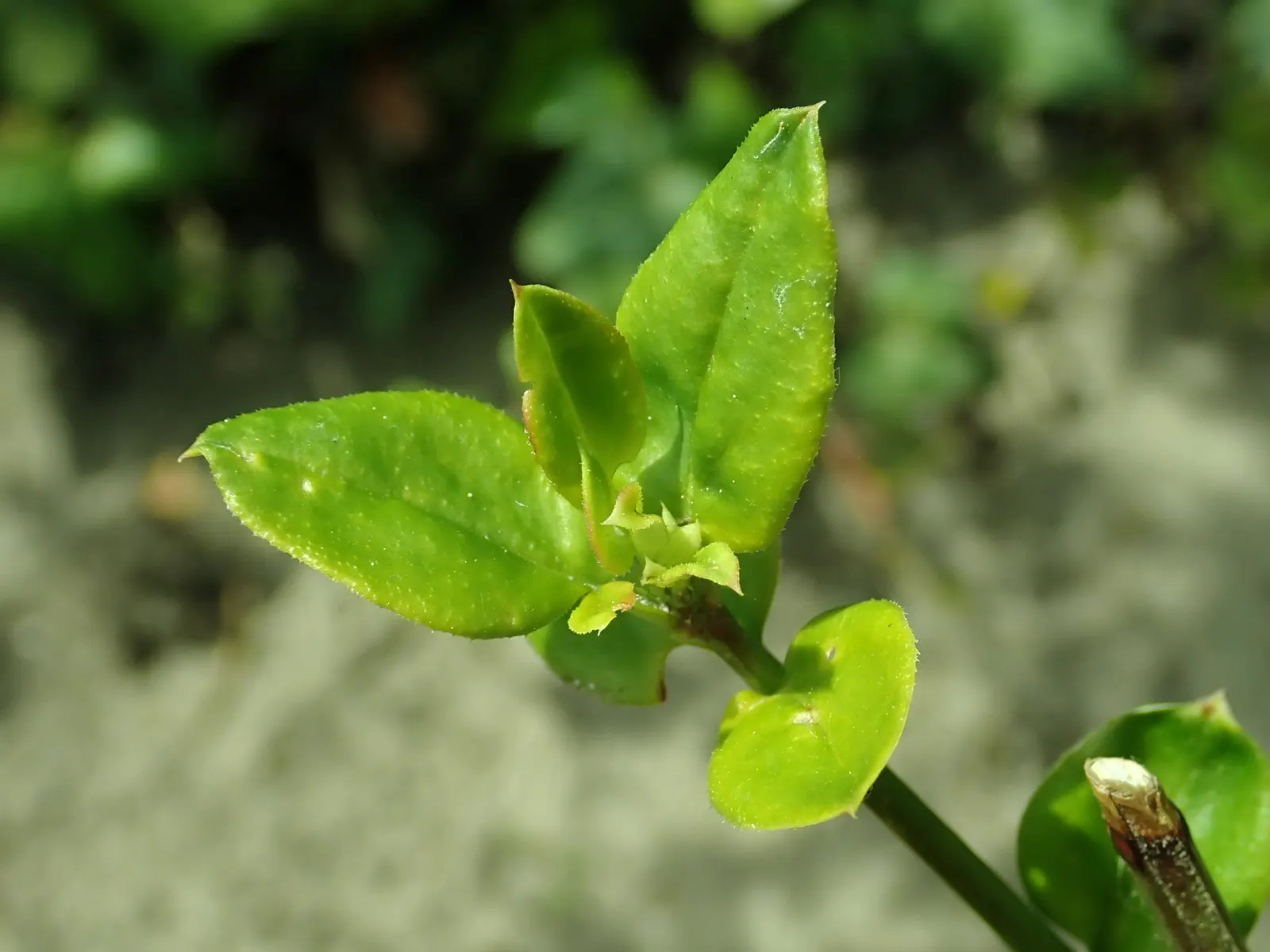 Winter Jasmine (Jasminum Nudiflorum) — Winter Jasmine (Jasminum nudiflorum) is a strikingly hardy deciduous shrub; this resilient plant thrives in, image 93
