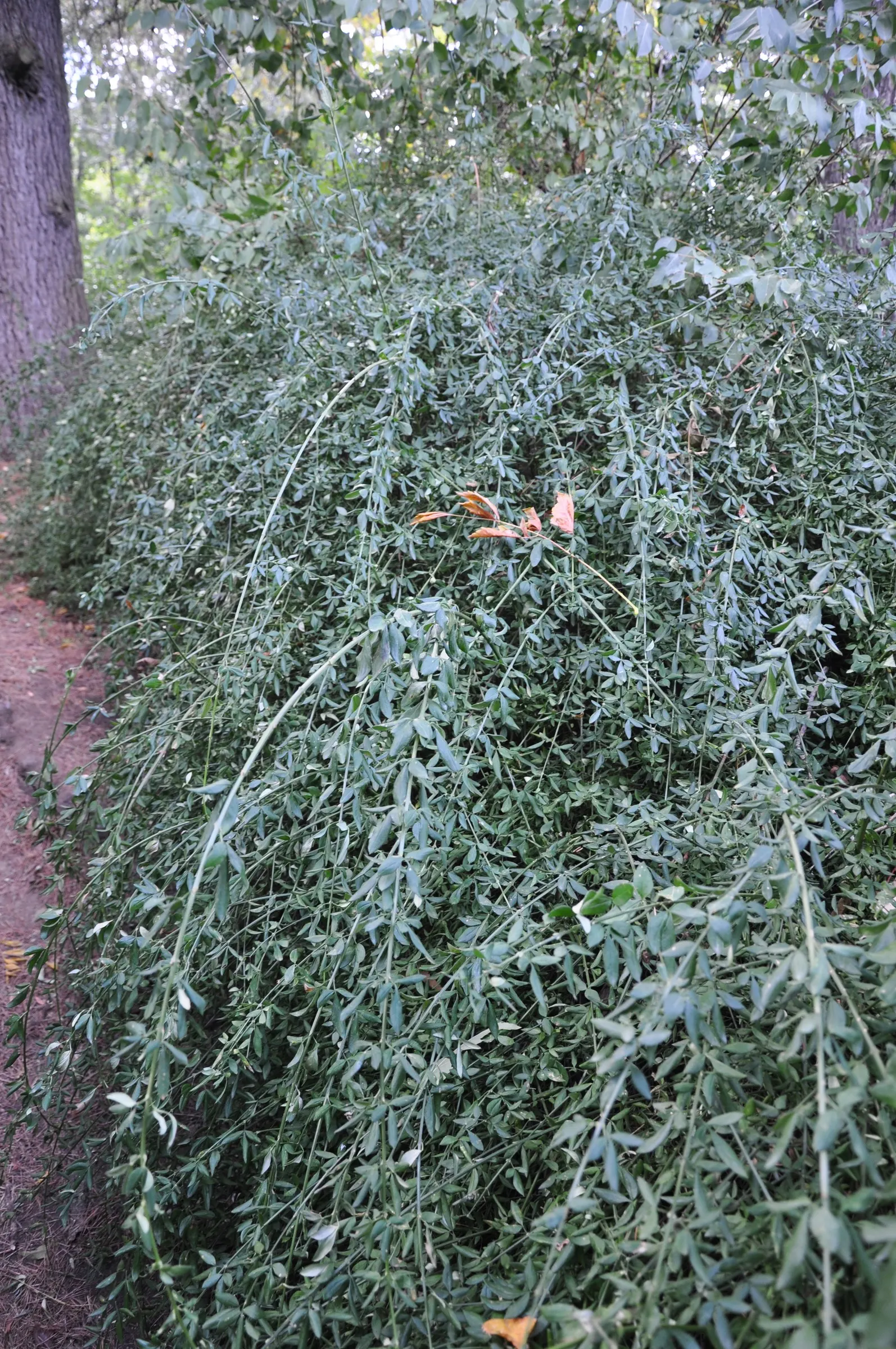 Winter Jasmine (Jasminum Nudiflorum) — Its arching branches create a cascading effect
