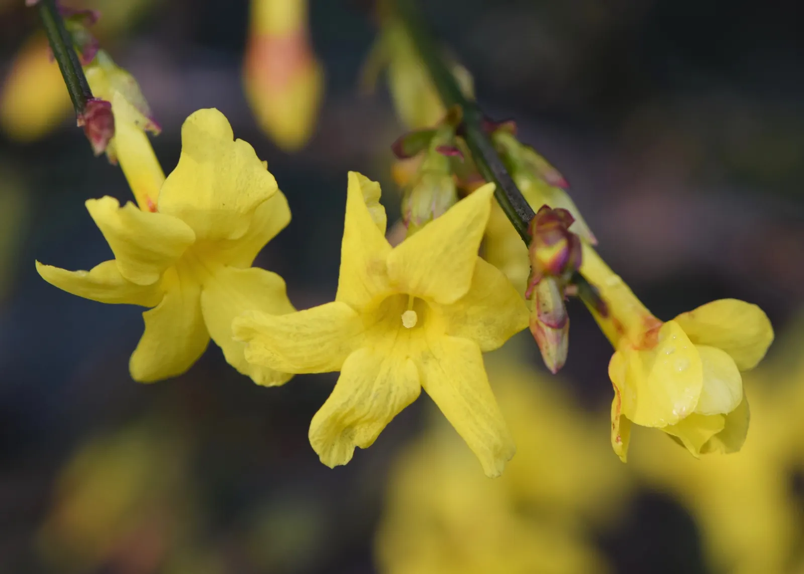 Winter Jasmine (Jasminum Nudiflorum) — often starting as early as January.<br><br>Typically reaching a height and spread of about 4-7 feet; white, image 79