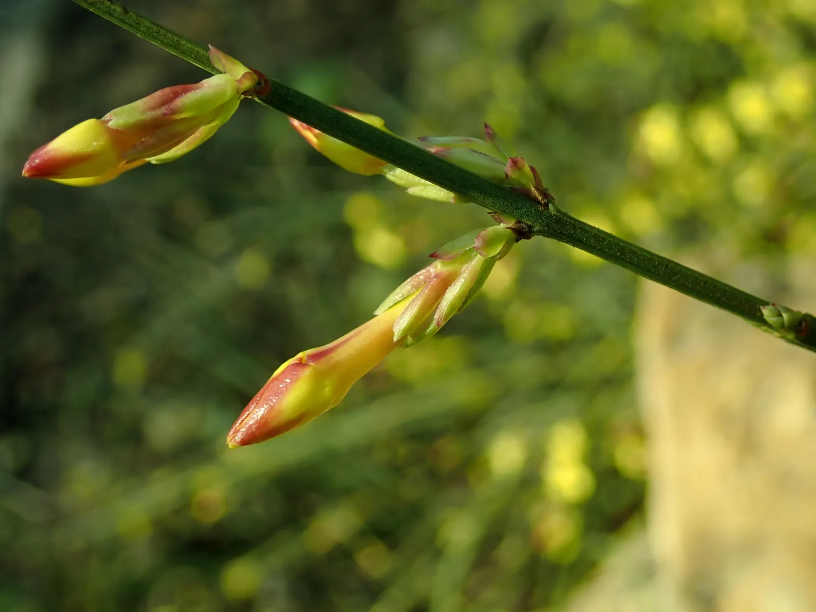 Winter Jasmine (Jasminum Nudiflorum) — with minimal care requirements post-establishment; shrub for full or half