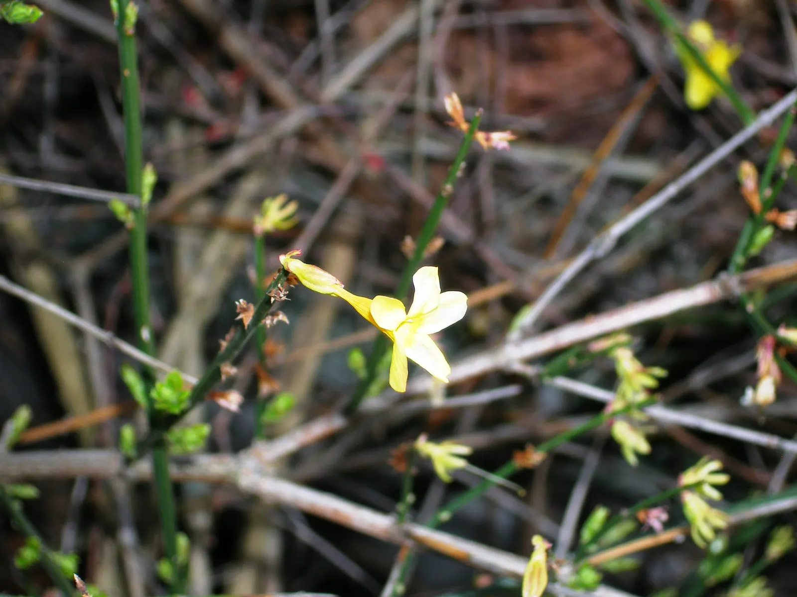 Winter Jasmine (Jasminum Nudiflorum) — often starting as early as January.<br><br>Typically reaching a height and spread of about 4-7 feet; white, image 56