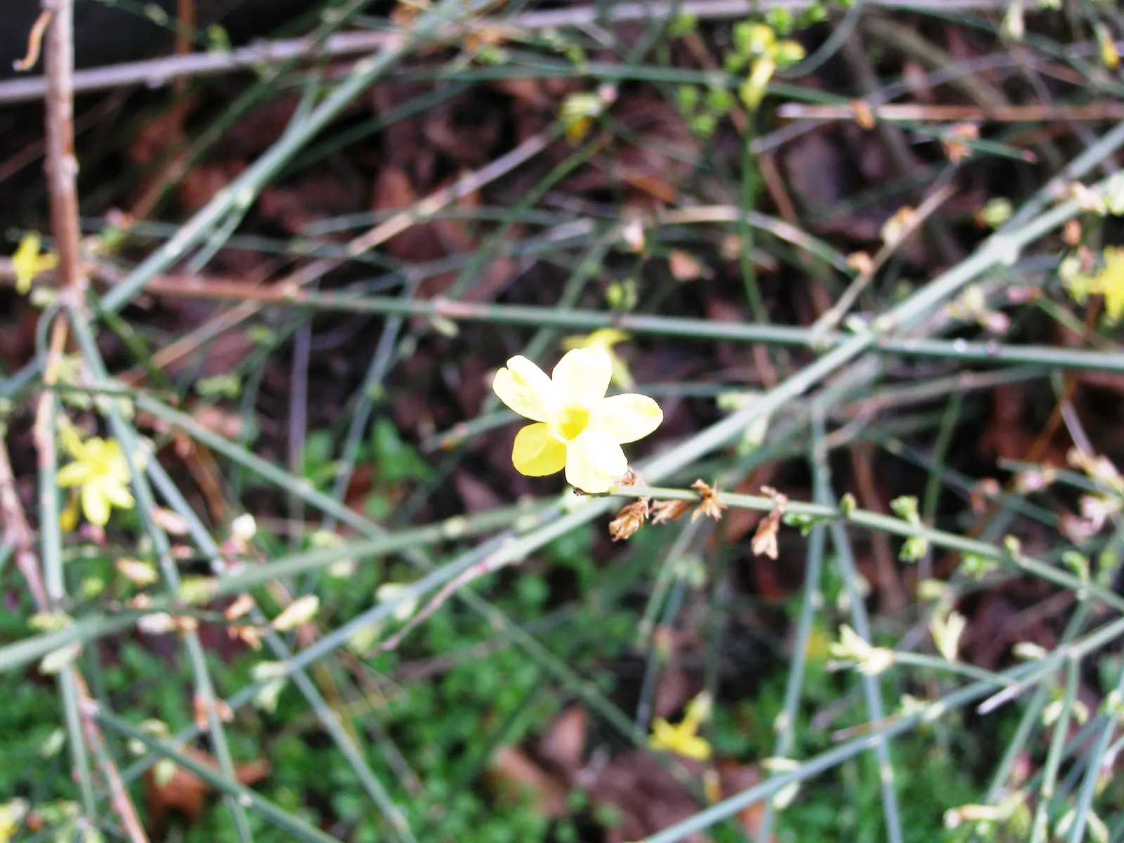 Winter Jasmine (Jasminum Nudiflorum) — making it quite adaptable for many regions; it reaches a maximum height and spread of 10 feet, image 83