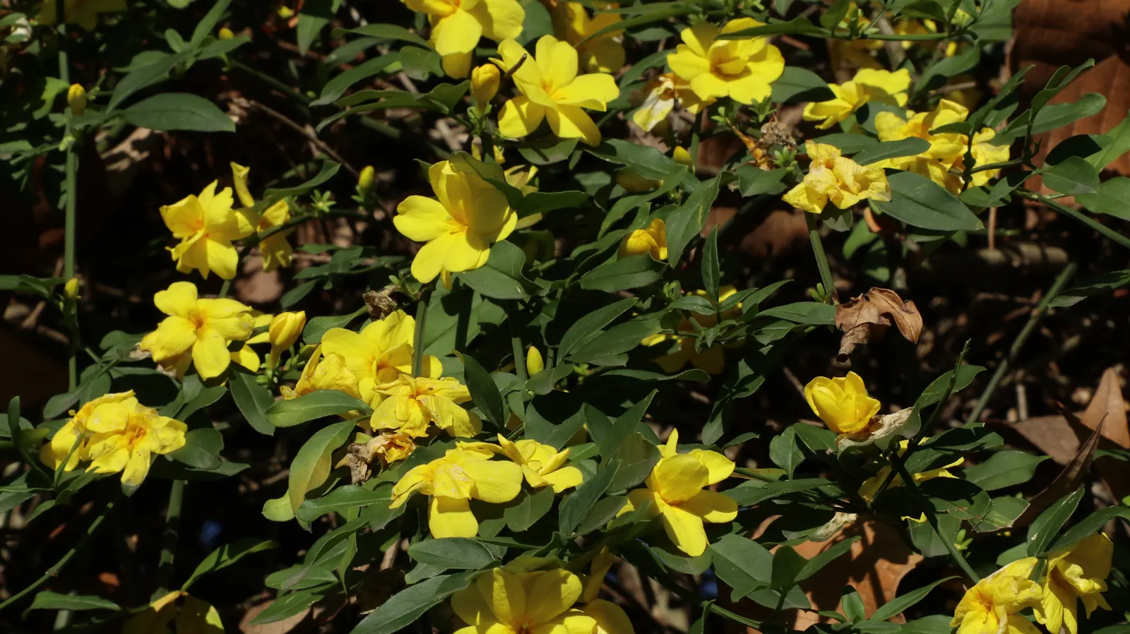 Winter Jasmine (Jasminum Nudiflorum) — Unlike many other jasmine varieties, image 58