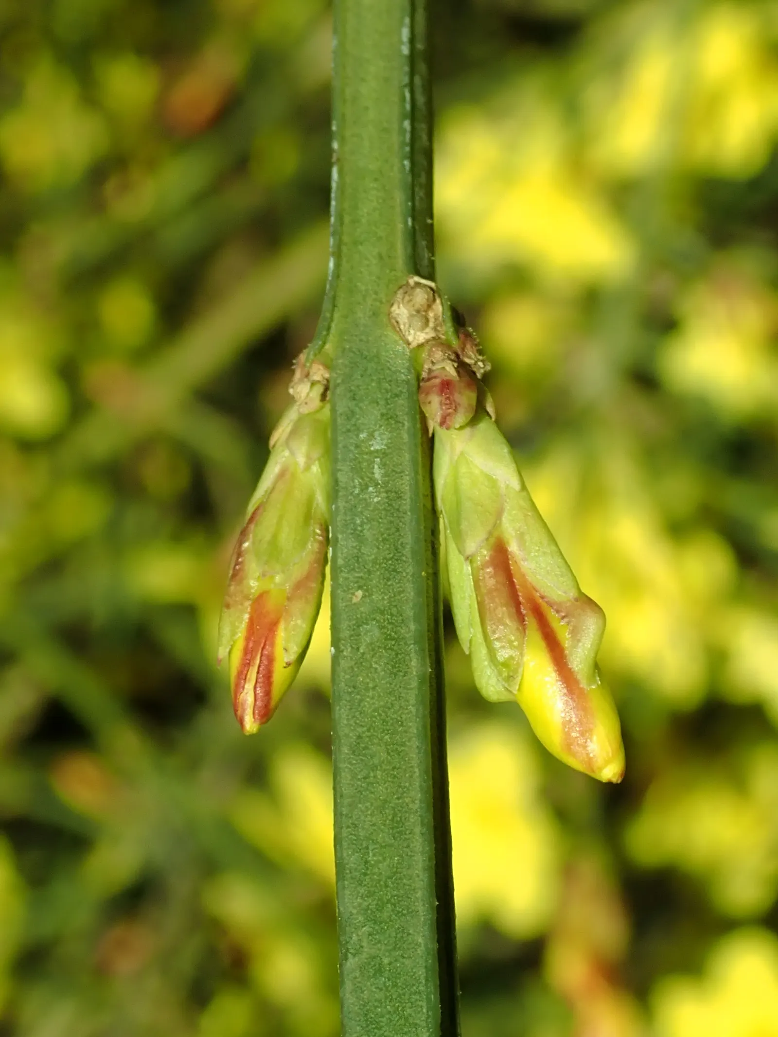 Winter Jasmine (Jasminum Nudiflorum) — Winter Jasmine has an arching growth habit; its arching branches create a cascading effect, image 80