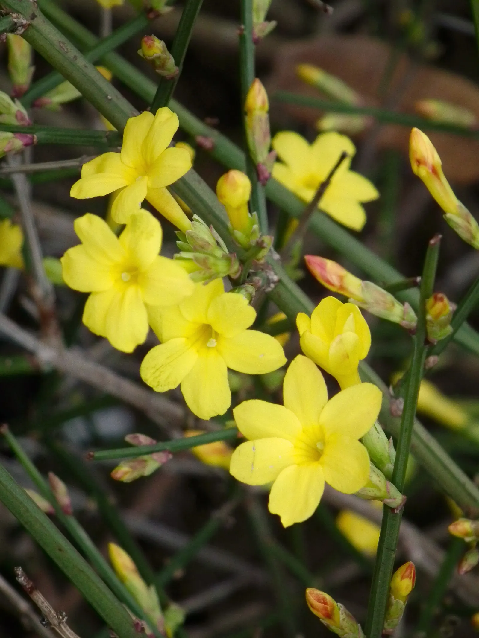 Winter Jasmine (Jasminum Nudiflorum) — white and yellow flowers in the garden; making it ideal for retaining walls and slopes, image 67