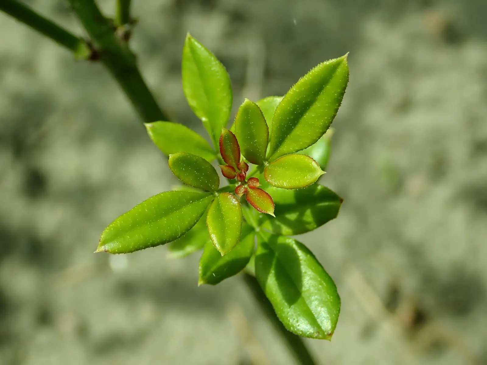 Winter Jasmine (Jasminum Nudiflorum) — creating focal points and highlights that can enliven the garden during the coldest months; shrub with white, image 66
