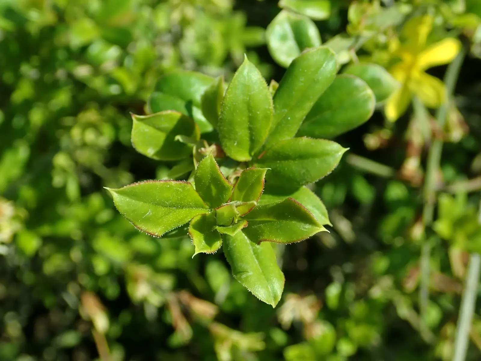 Winter Jasmine (Jasminum Nudiflorum) — favored for its bright yellow flowers that burst into bloom from January to March