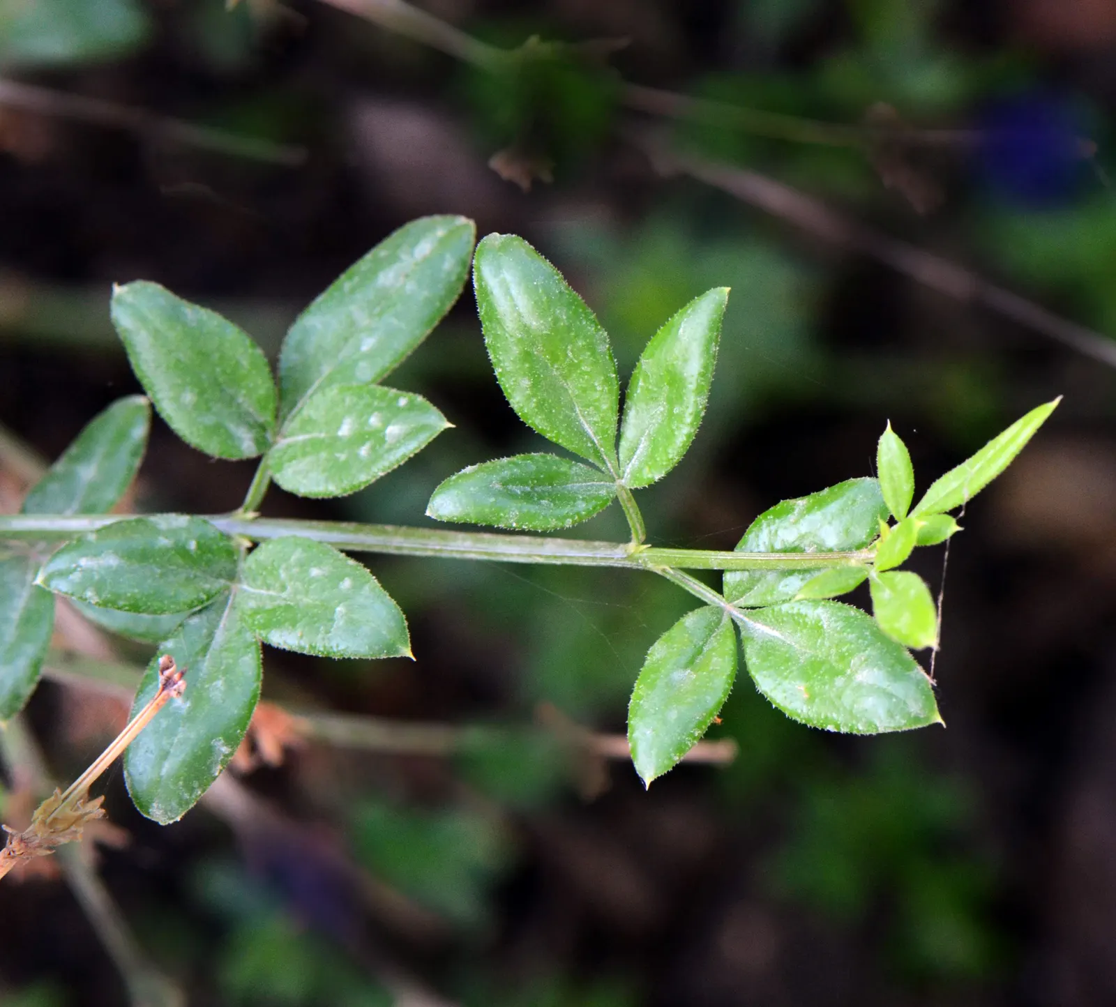Winter Jasmine (Jasminum Nudiflorum) — shrub with white and yellow blooms; but its hardiness zones are 6 to 10