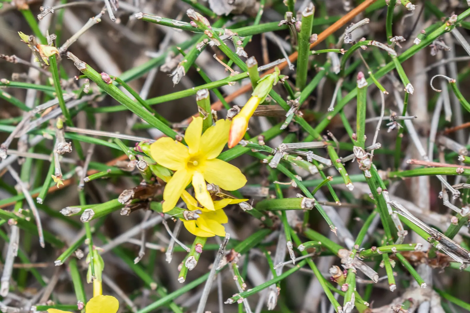 Winter Jasmine (Jasminum Nudiflorum) — Its ease of maintenance and vigorous growth mean it can be pruned to desired shape and size after flowering, image 86