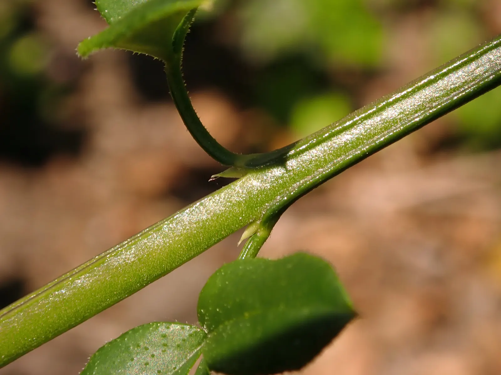 Winter Jasmine (Jasminum Nudiflorum) — or spilling down slopes as a ground cover