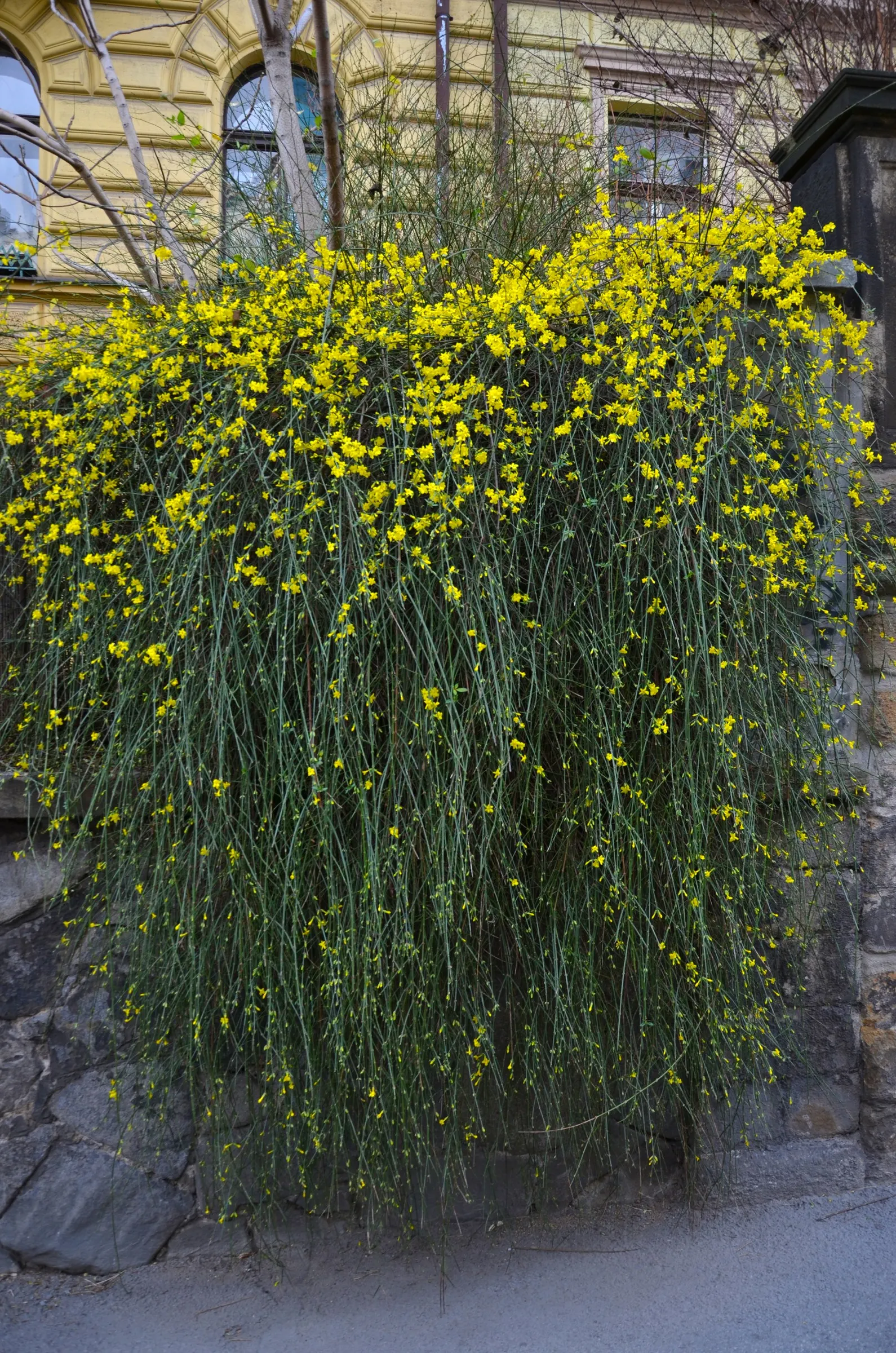 Winter Jasmine (Jasminum Nudiflorum) — favored for its bright yellow flowers that burst into bloom from January to March; winter Jasmine has an arching growth