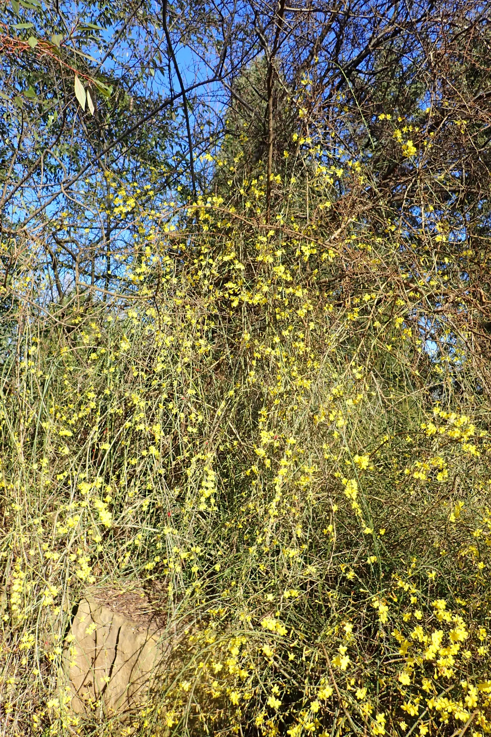 Winter Jasmine (Jasminum Nudiflorum) — the lively yellow flowers of Jasminum nudiflorum provide a welcome contrast; this deciduous shrub thrives in full sun to